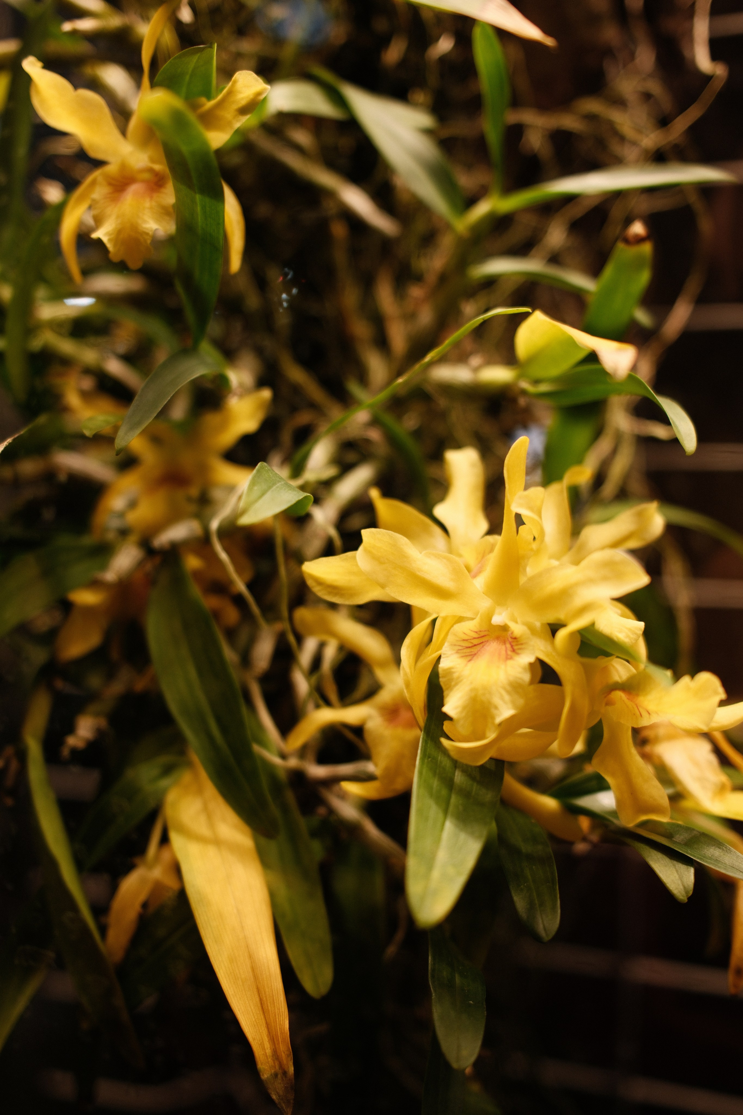 Аптекарский огород. Профессиональный фотограф в Москве Захар Ишутин