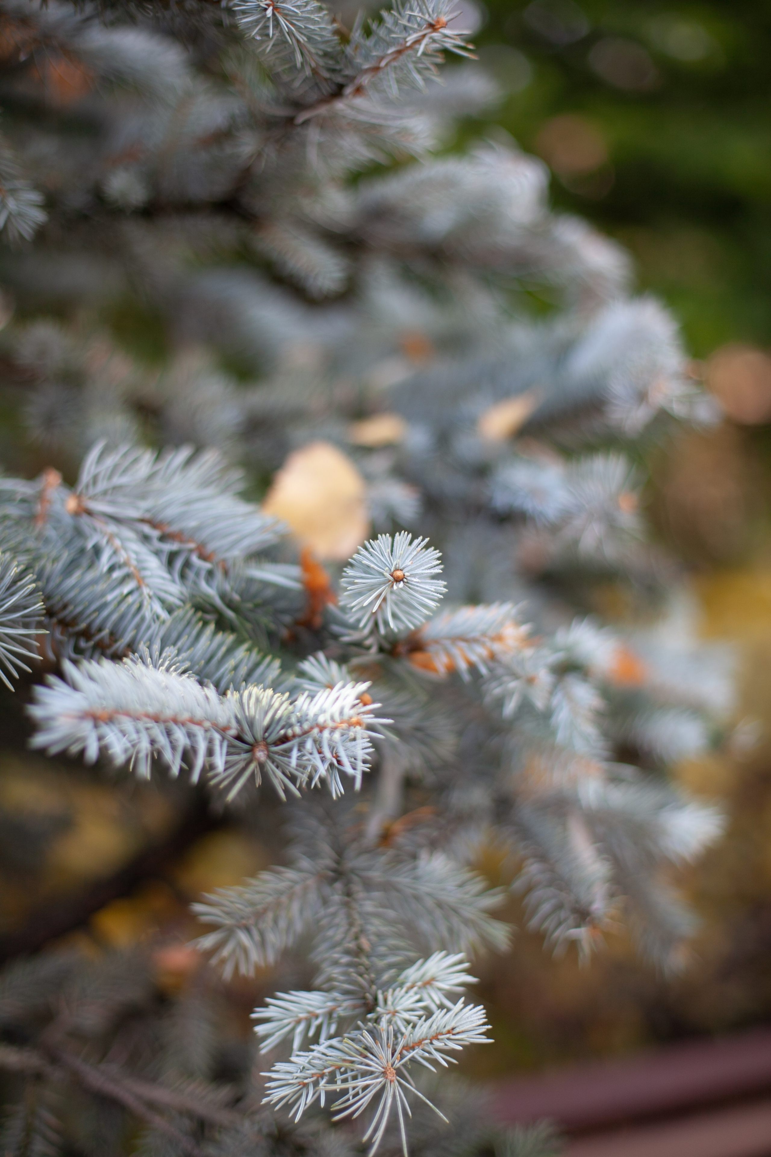 Сады Мечты. Контент для сайта. Фотограф Дарья Локотко в Красноярске