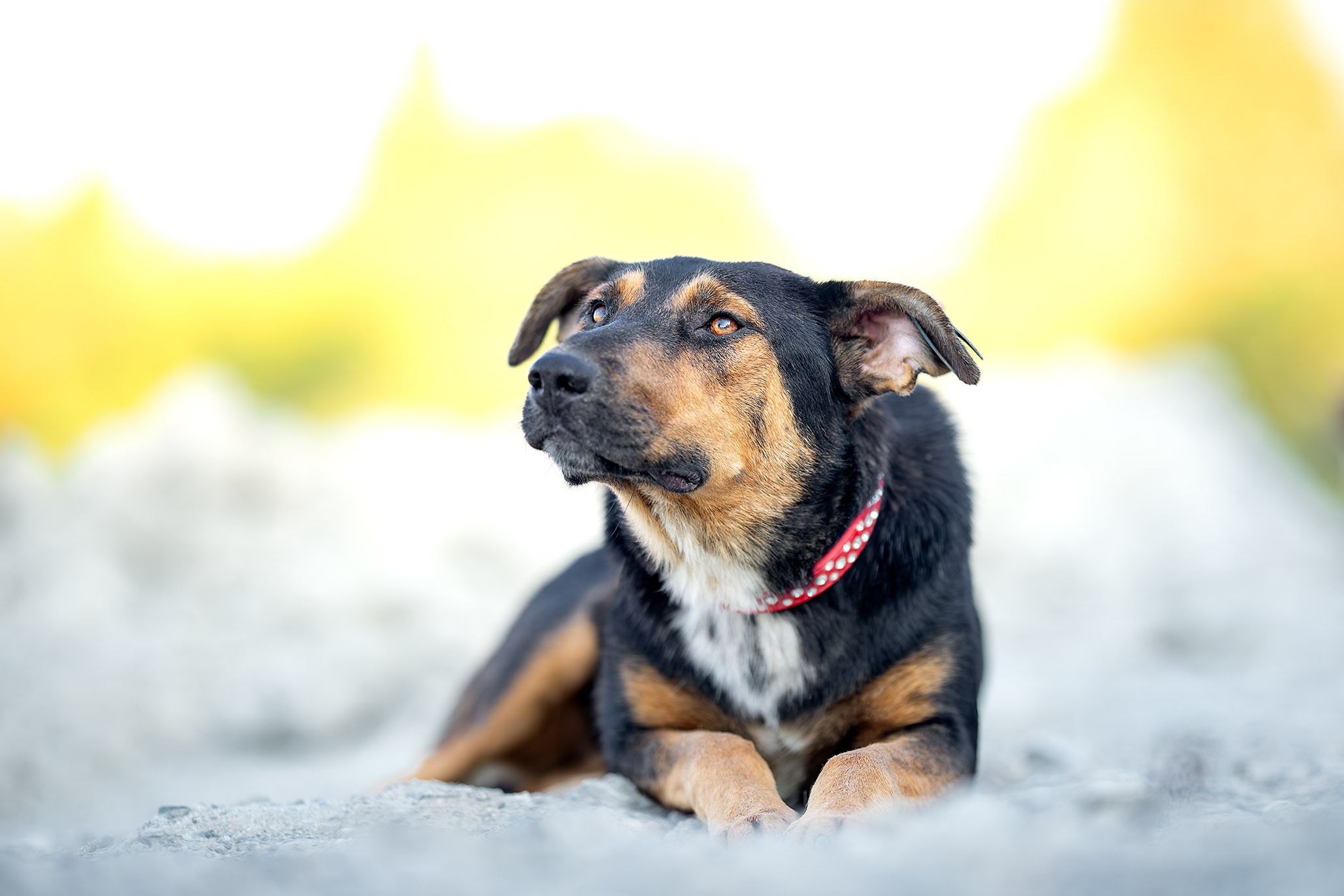 Кураторские питомцы с Пластунки. Ирина Голомб|Фотограф-анималист в  Сочи и Калининграде