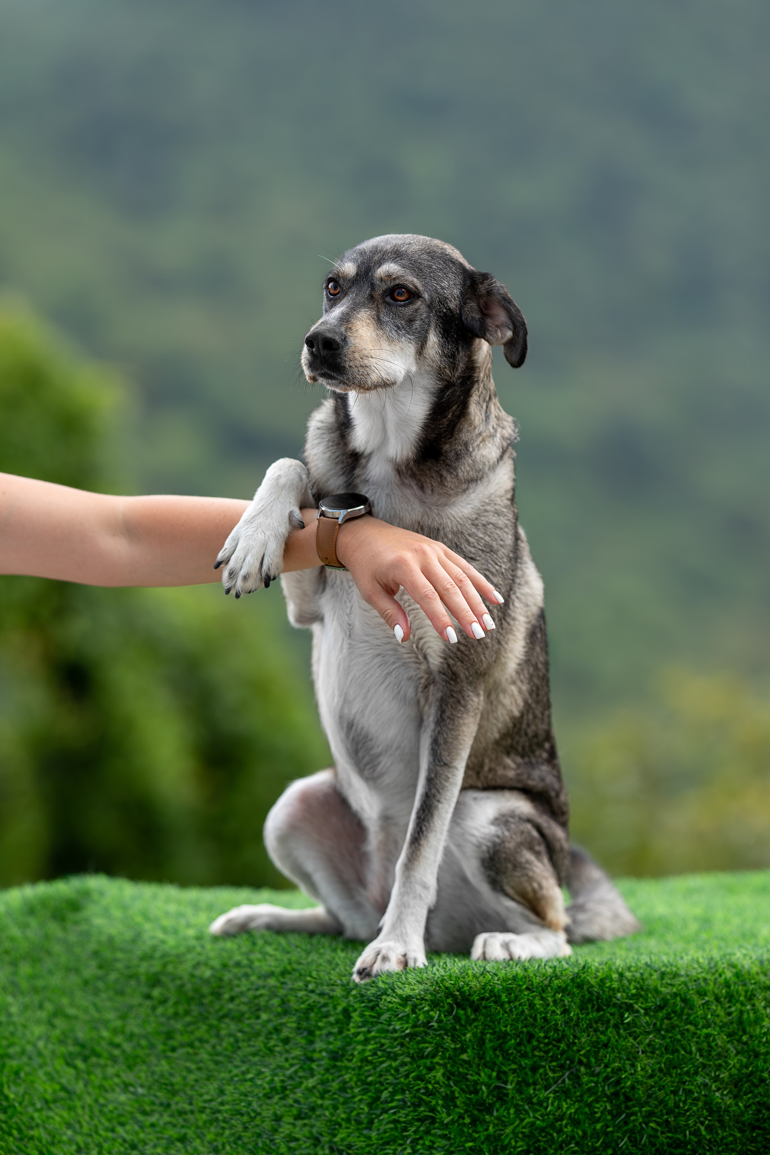 Мини-приют «Возрождение». Ирина Голомб|Фотограф-анималист в  Сочи и Калининграде