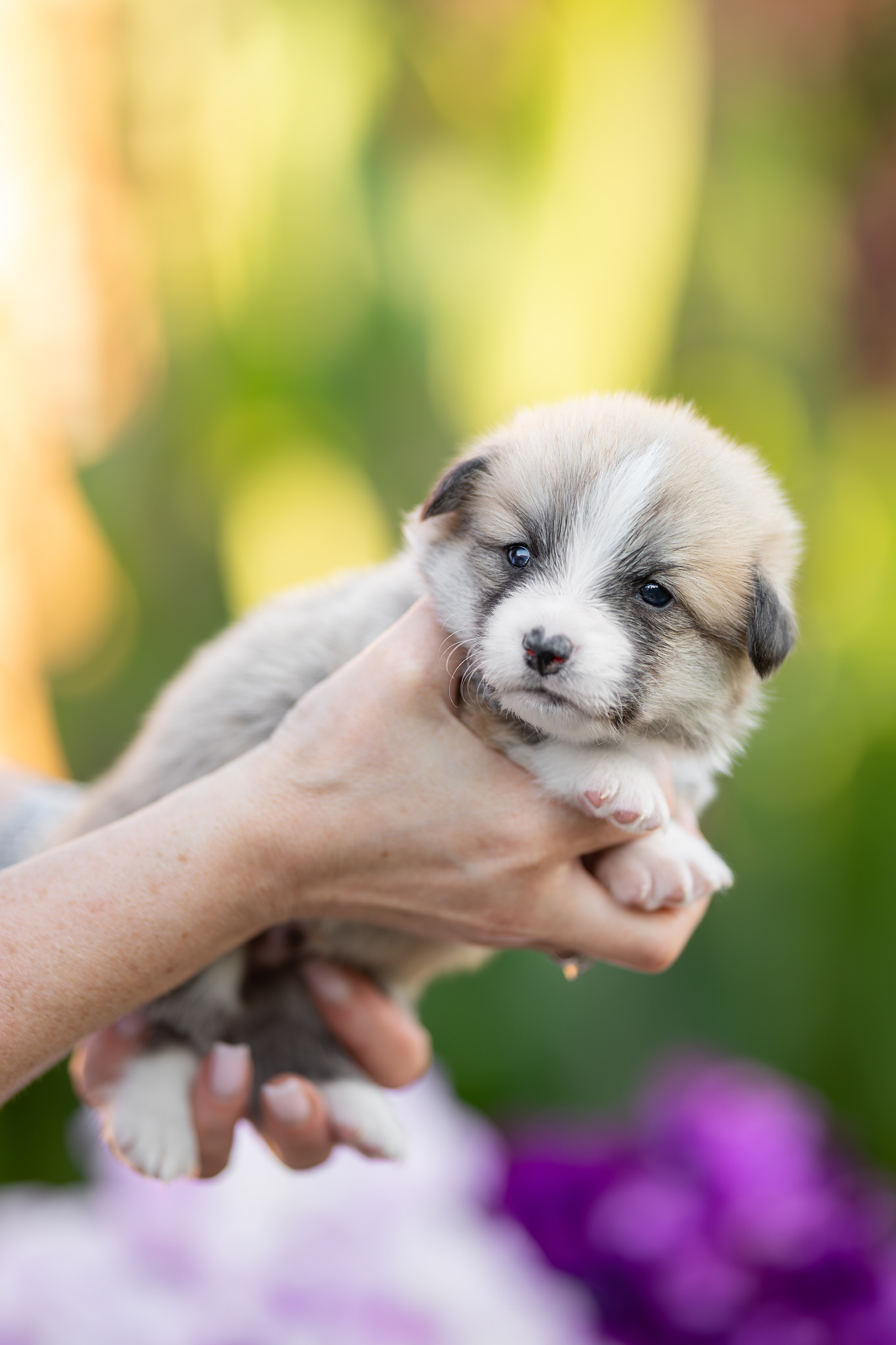 Малыши коржики. Ирина Голомб|Фотограф-анималист в  Сочи и Калининграде