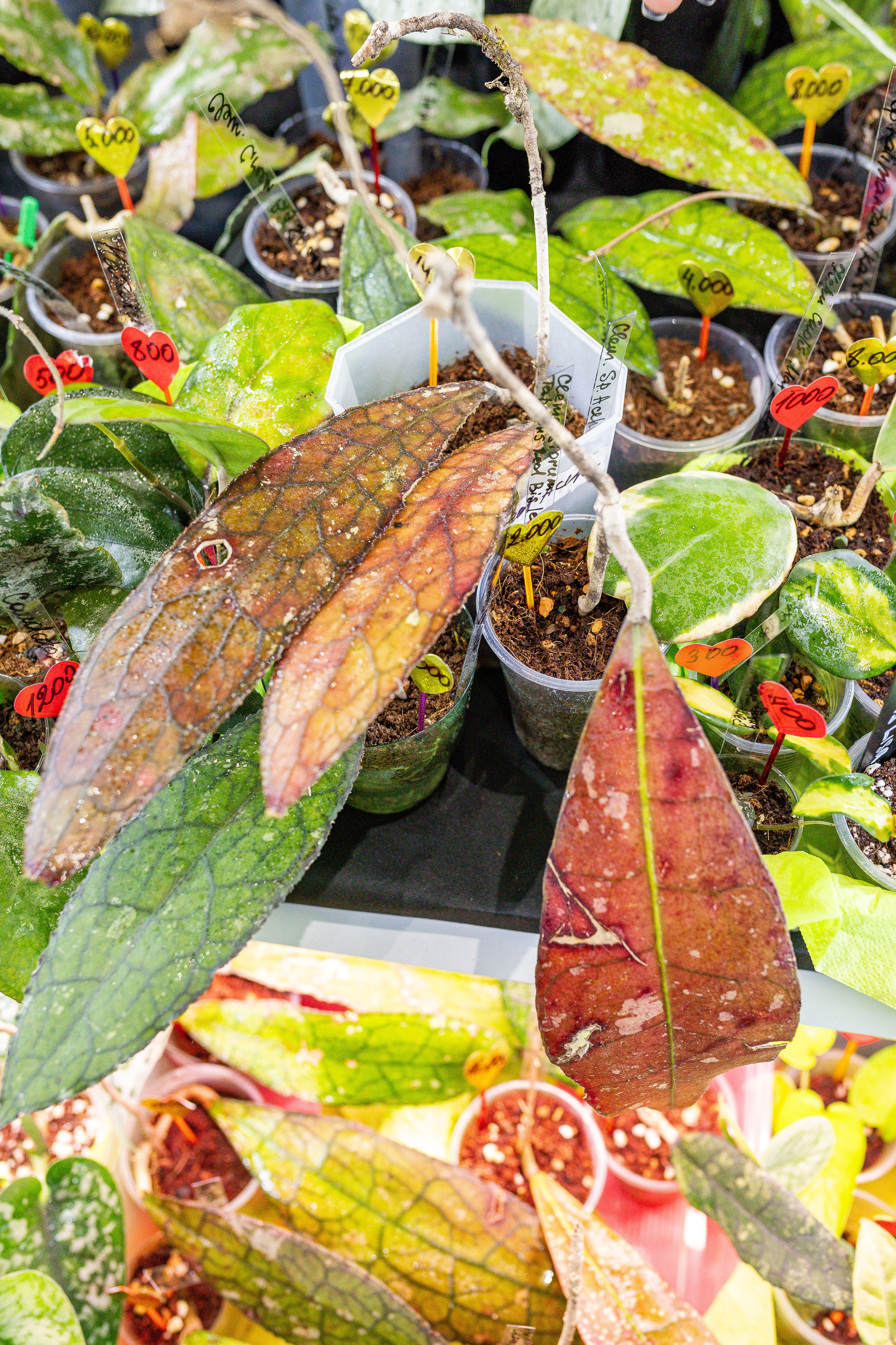 Монстериум апрель 2025. Александра Куликова фотограф, Москва