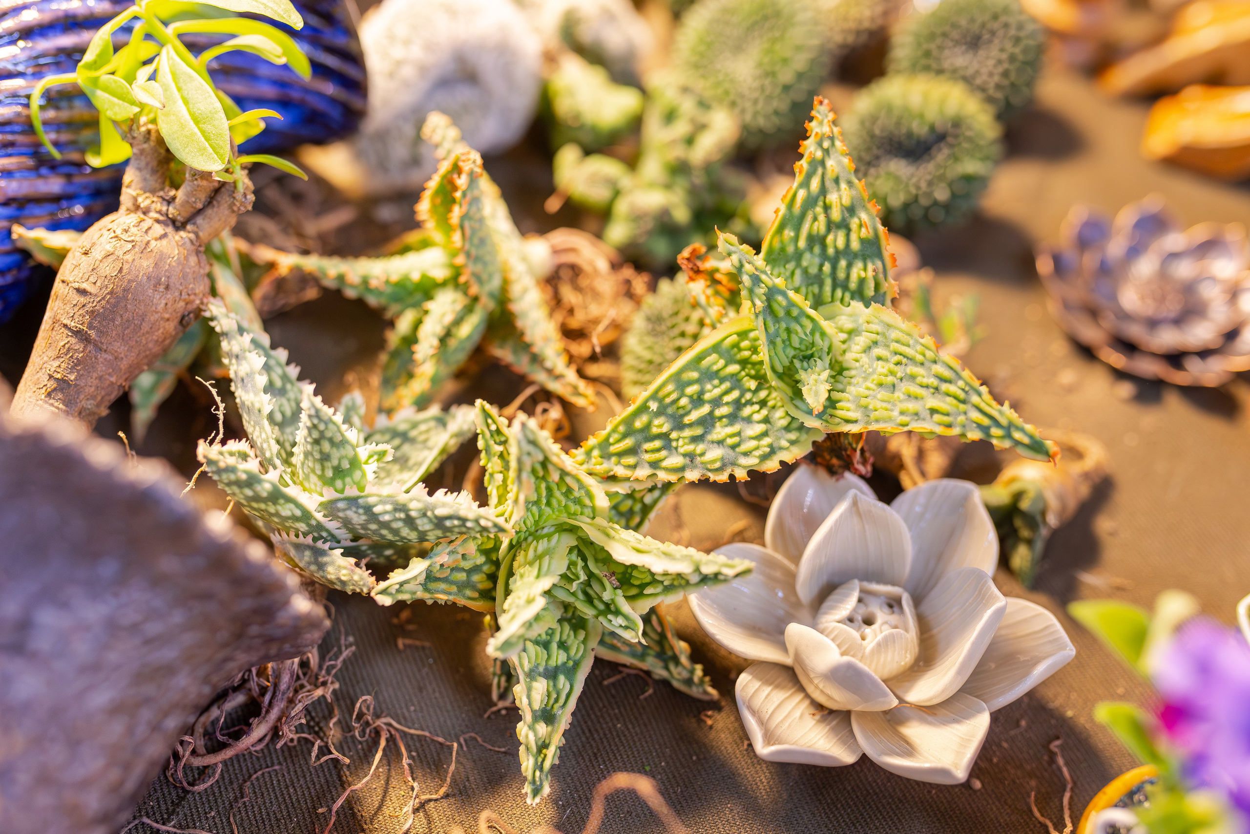 Монстериум апрель 2026. Александра Куликова фотограф, Москва