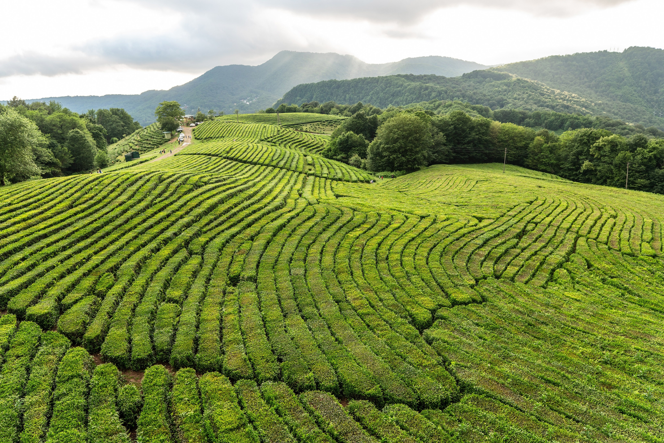 Фотограф на праздник Сочи. Фотограф Сочи