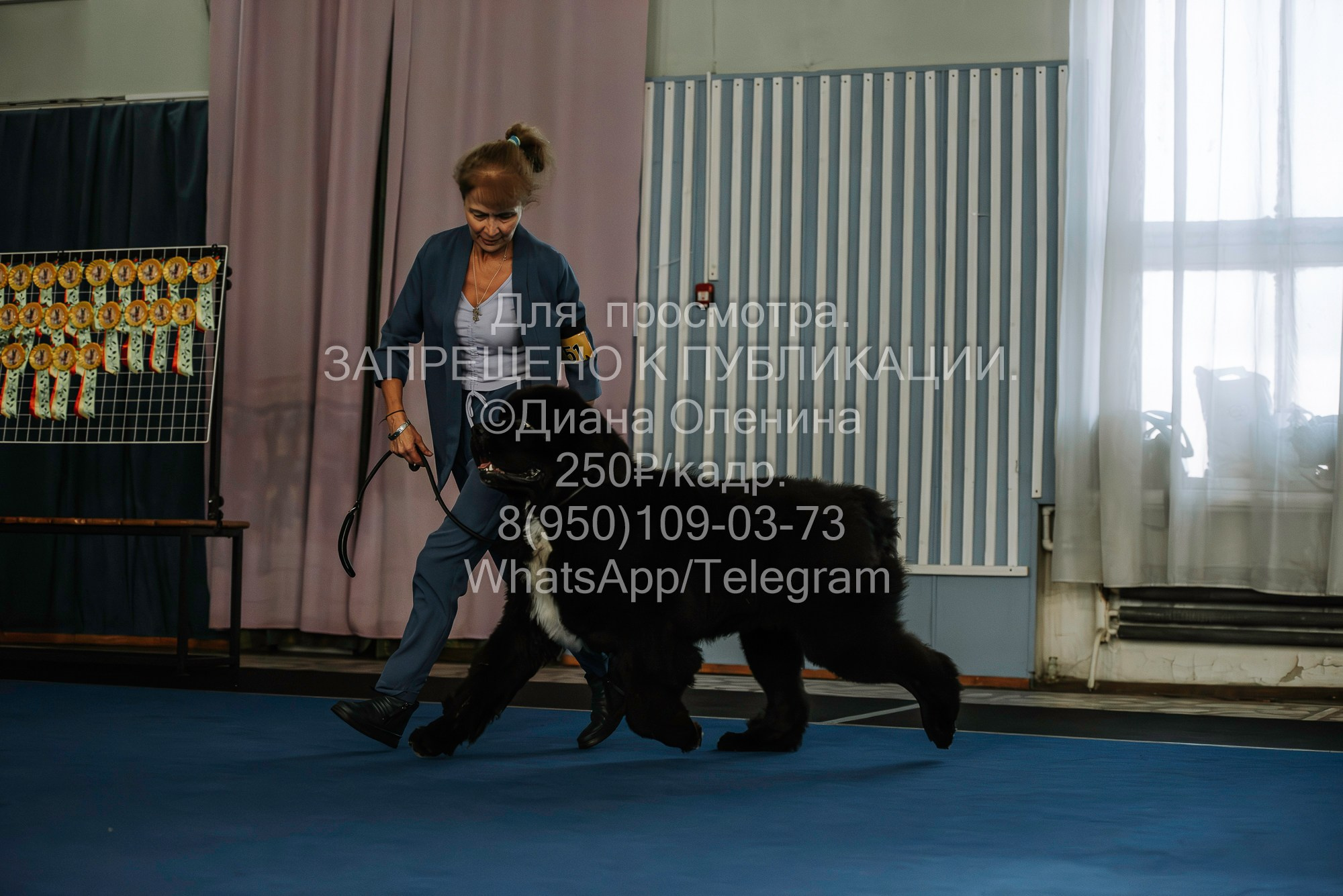 Выставка собак Красноярск 29.10.2023. Фотограф Диана Оленина Красноярск / Братск