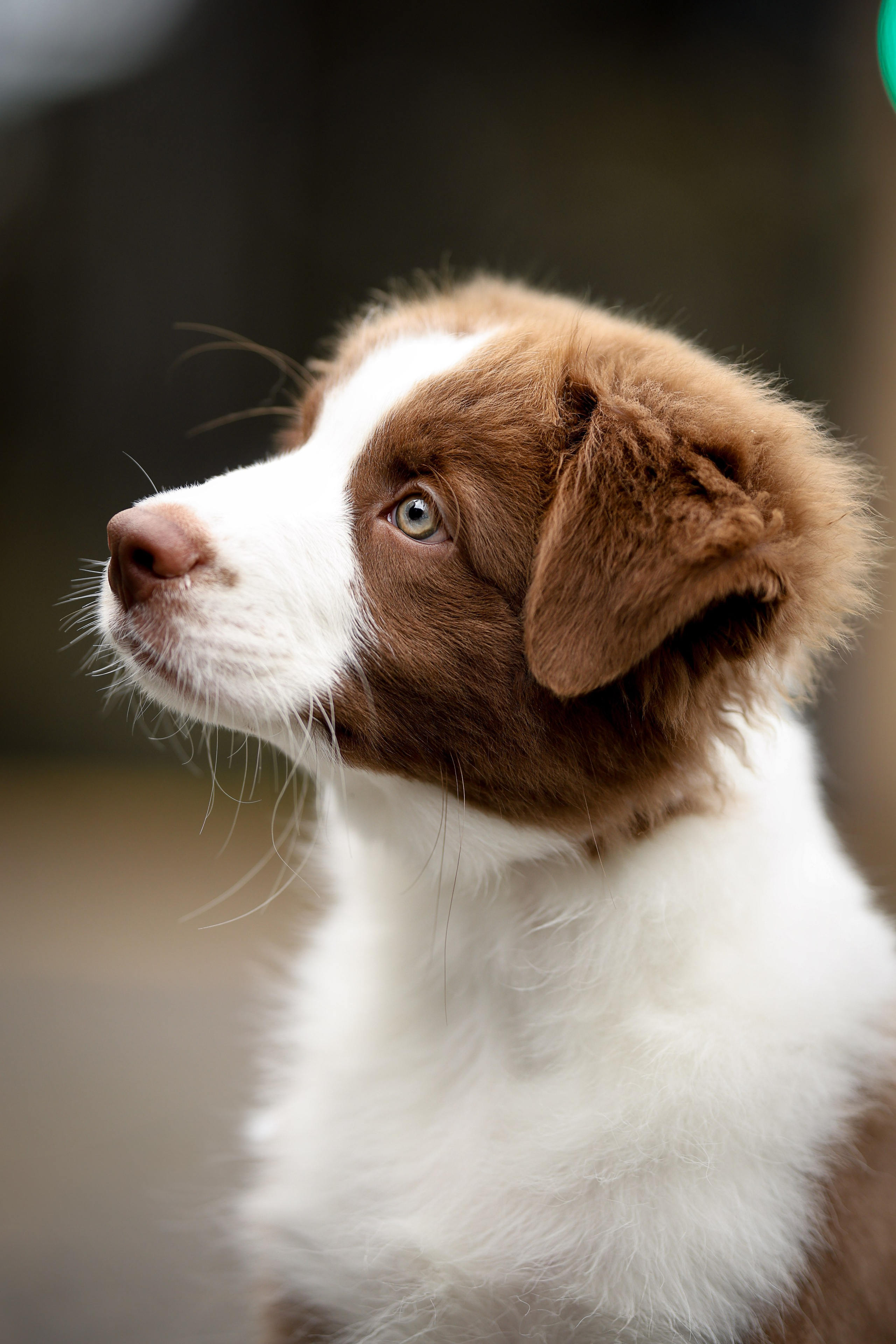 Дин, Австралийская Овчарка. Ирина Голомб|Фотограф-анималист в  Сочи и Калининграде