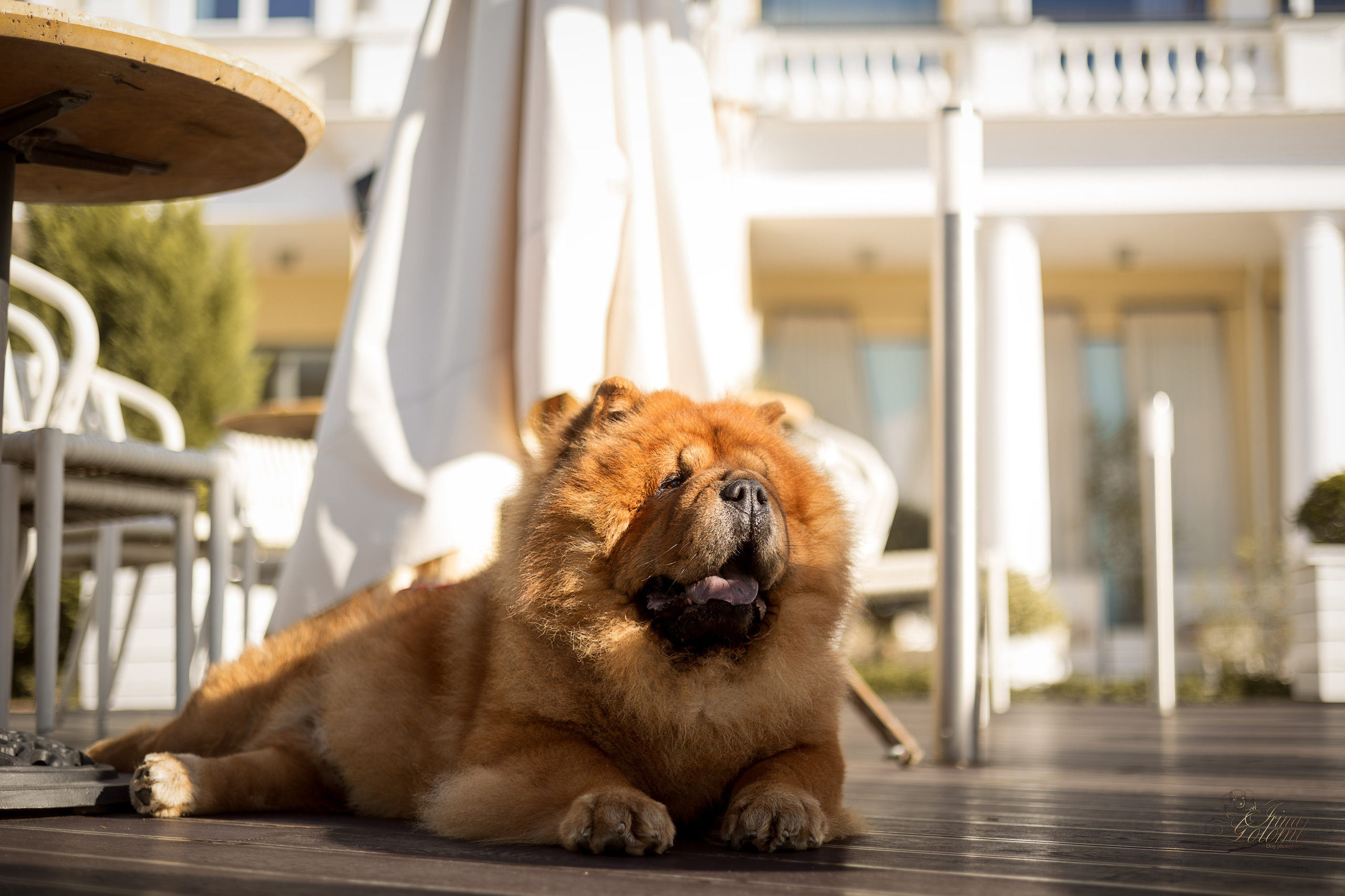 Дана и Макс, Чау-чау. Ирина Голомб|Фотограф-анималист в  Сочи и Калининграде