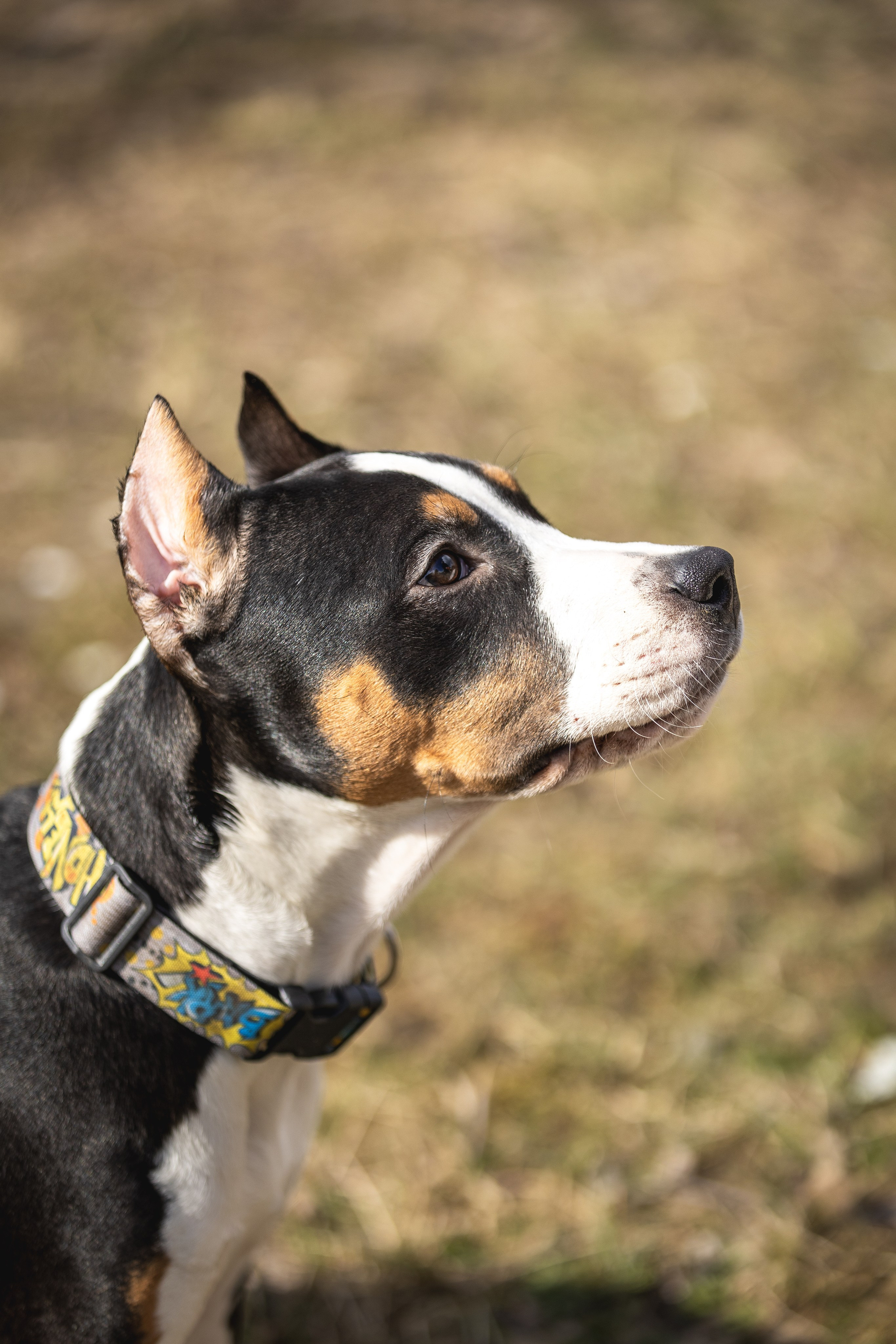 Догтуса 24.03.2024. Ирина Голомб|Фотограф-анималист в  Сочи и Калининграде