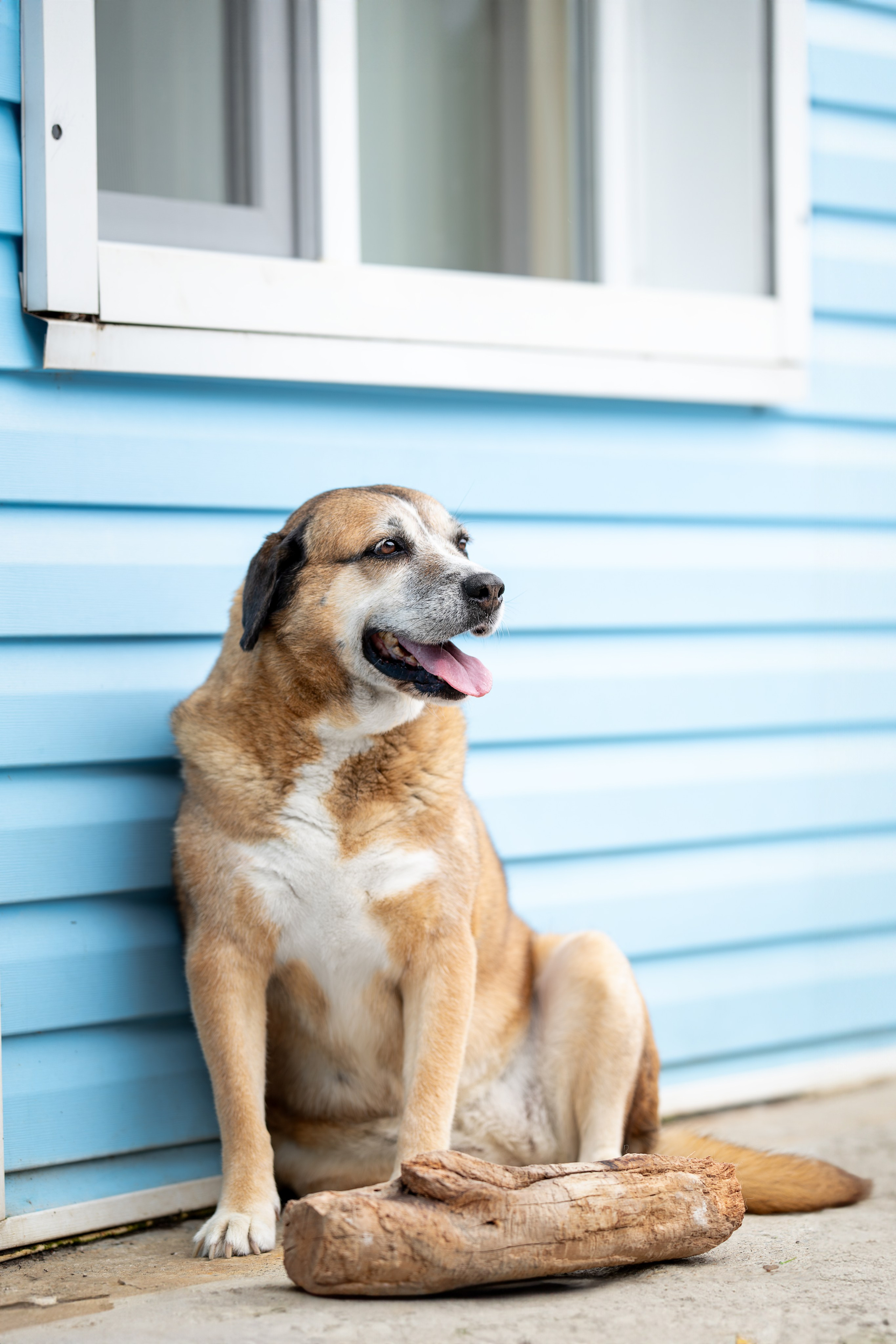 Мини-приют «Возрождение». Ирина Голомб|Фотограф-анималист в  Сочи и Калининграде