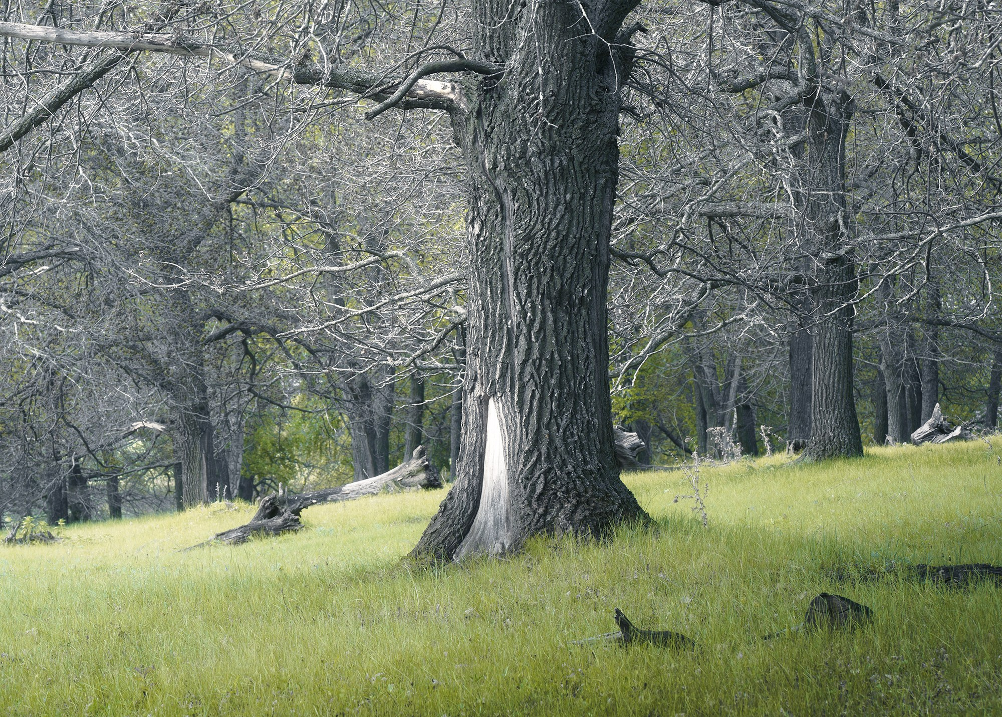 Лето, лес, деревья…. Пейзажный фотограф Руслан Лукманов