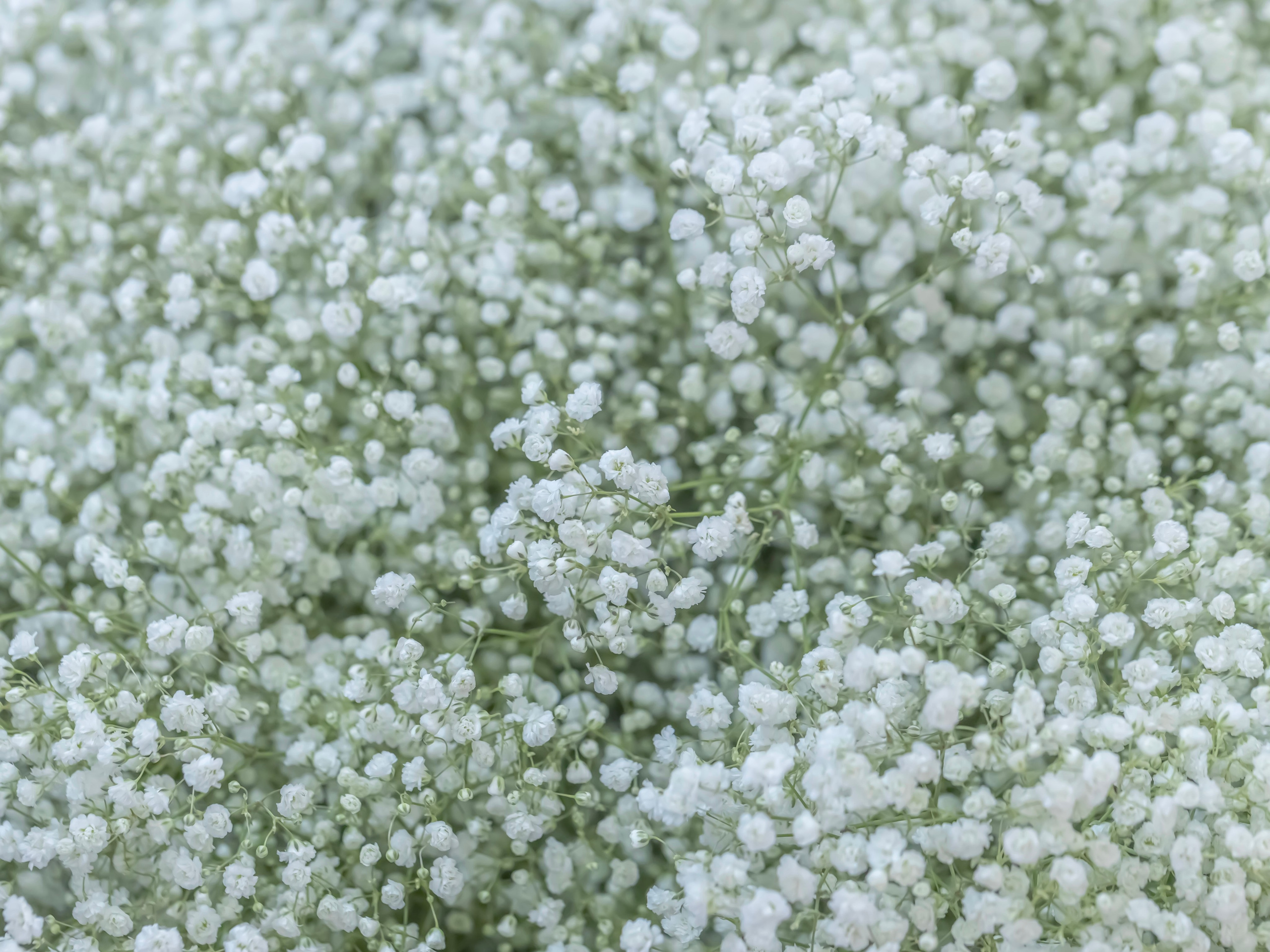 Цветы-Экспо 2023. Фотосессии и репортаж — Фотограф в Москве — Рина Серёгина