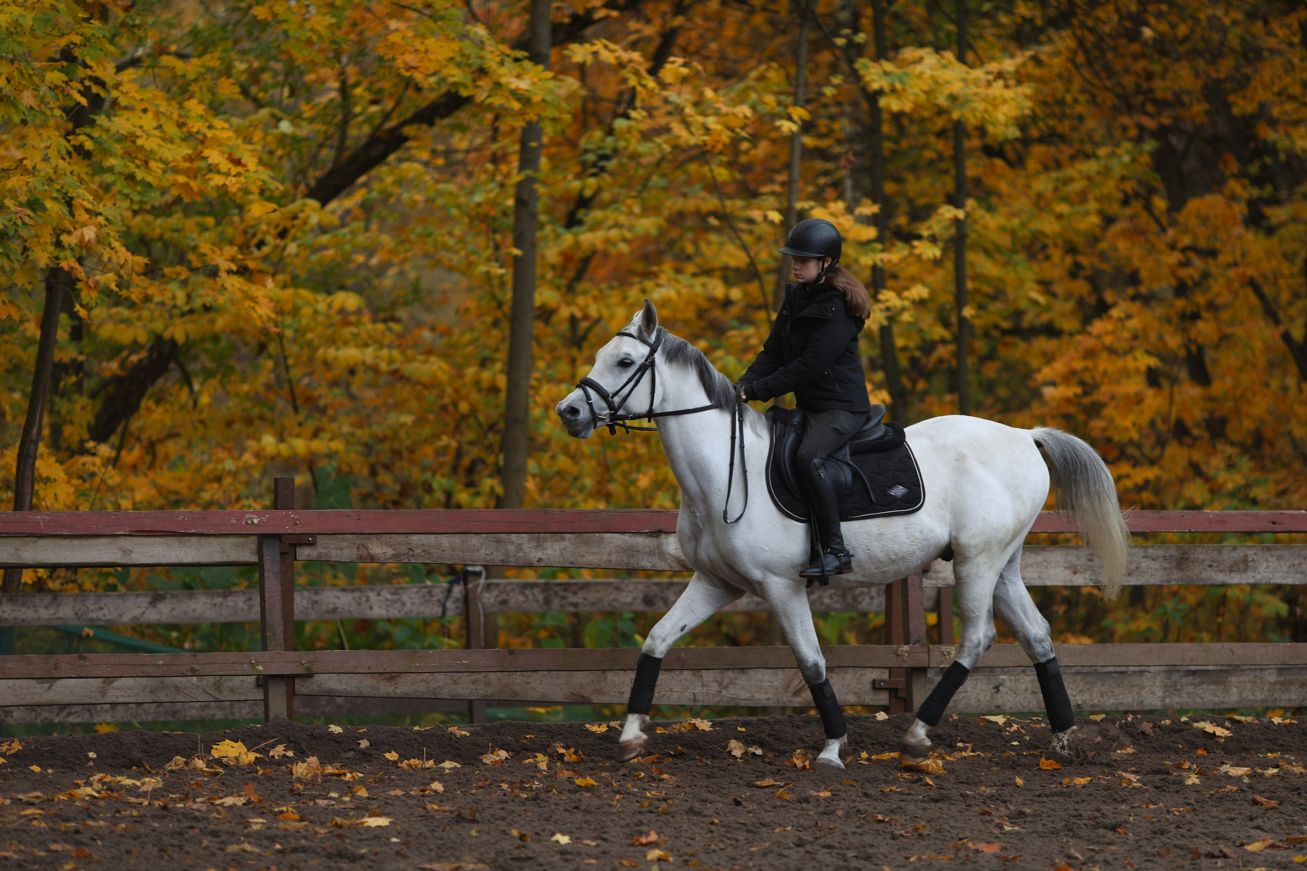 Фотосессия с животными. Фотограф Алина Рошаль. С 2017 года ловлю эмоции и превращаю их в нежные воспоминания для вас в Москве и Подмосковье