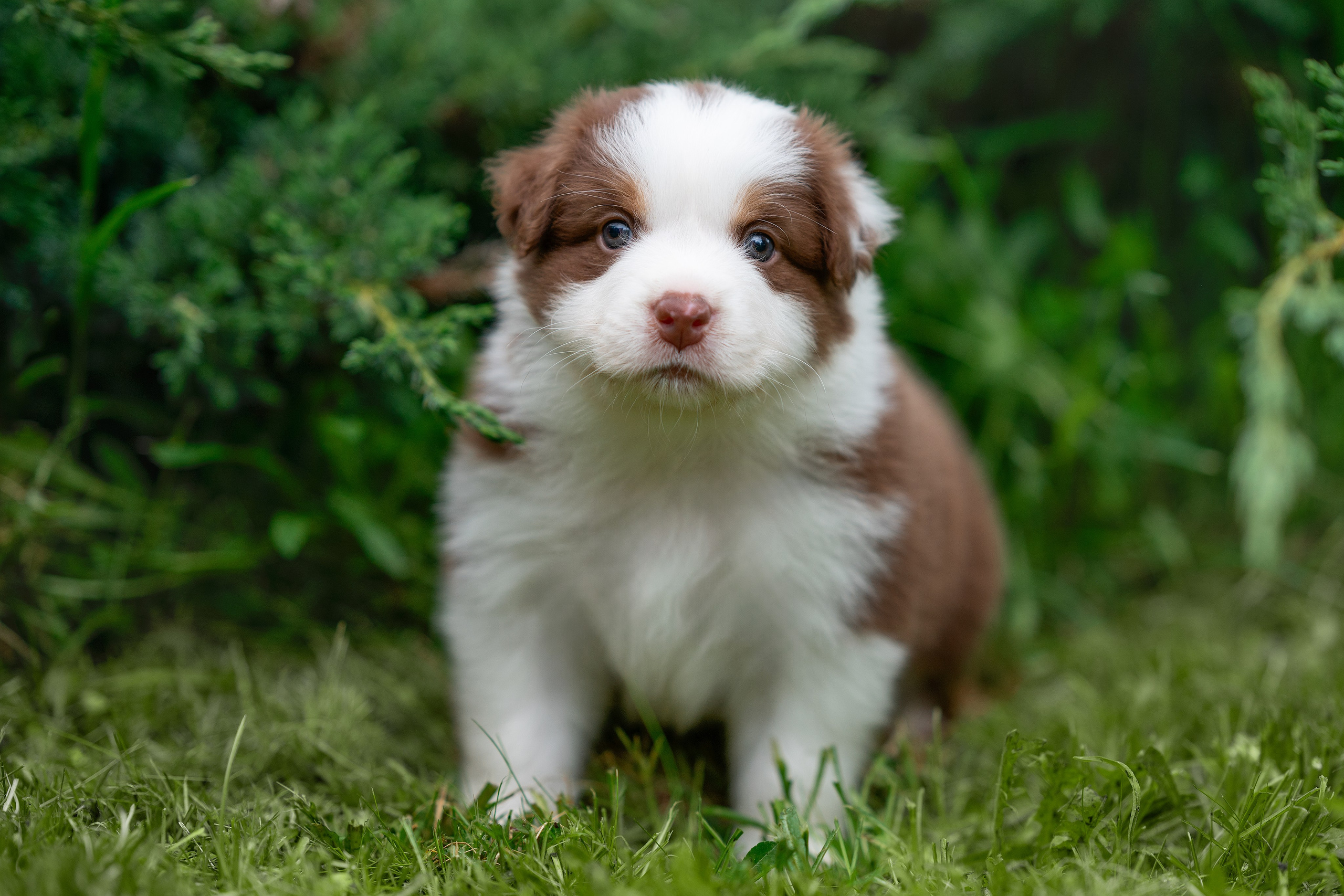 Заводчик Елизавета Степанова. Творческий фотограф Вологда