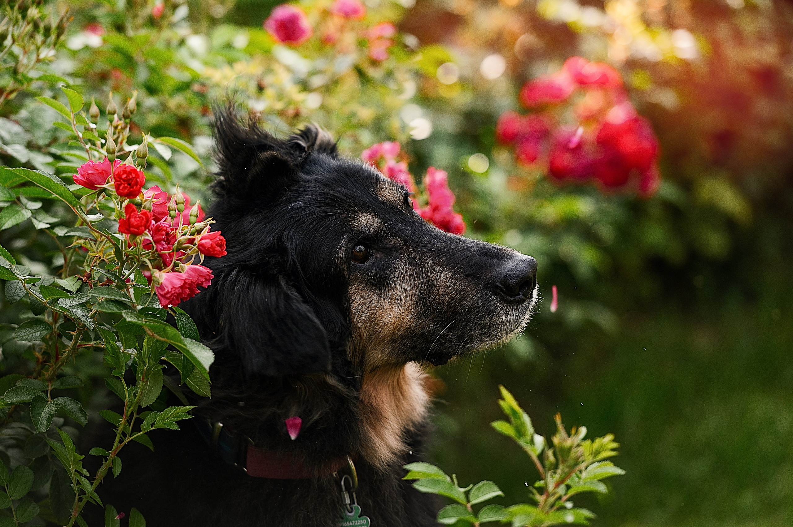 Алиса на ВДНХ. Фотограф-анималист