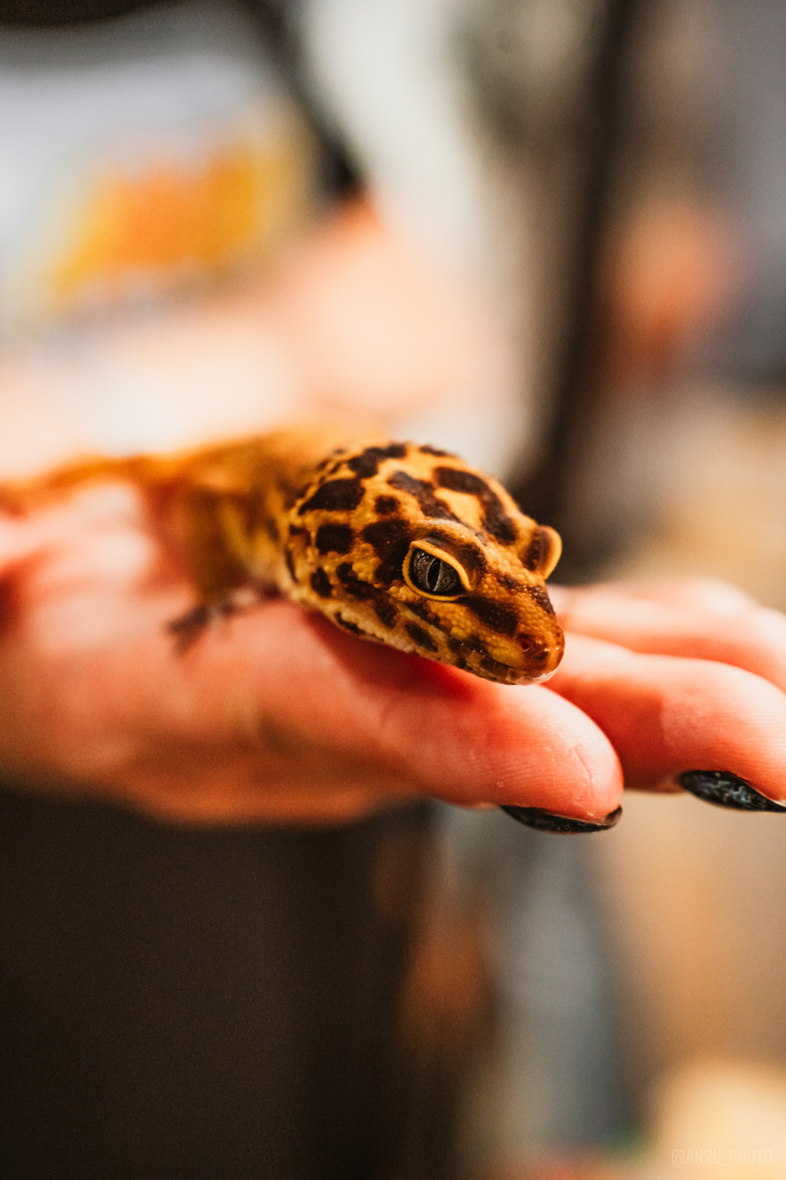 Рептилиум. Репортажный фотограф Анастасия Рубцова