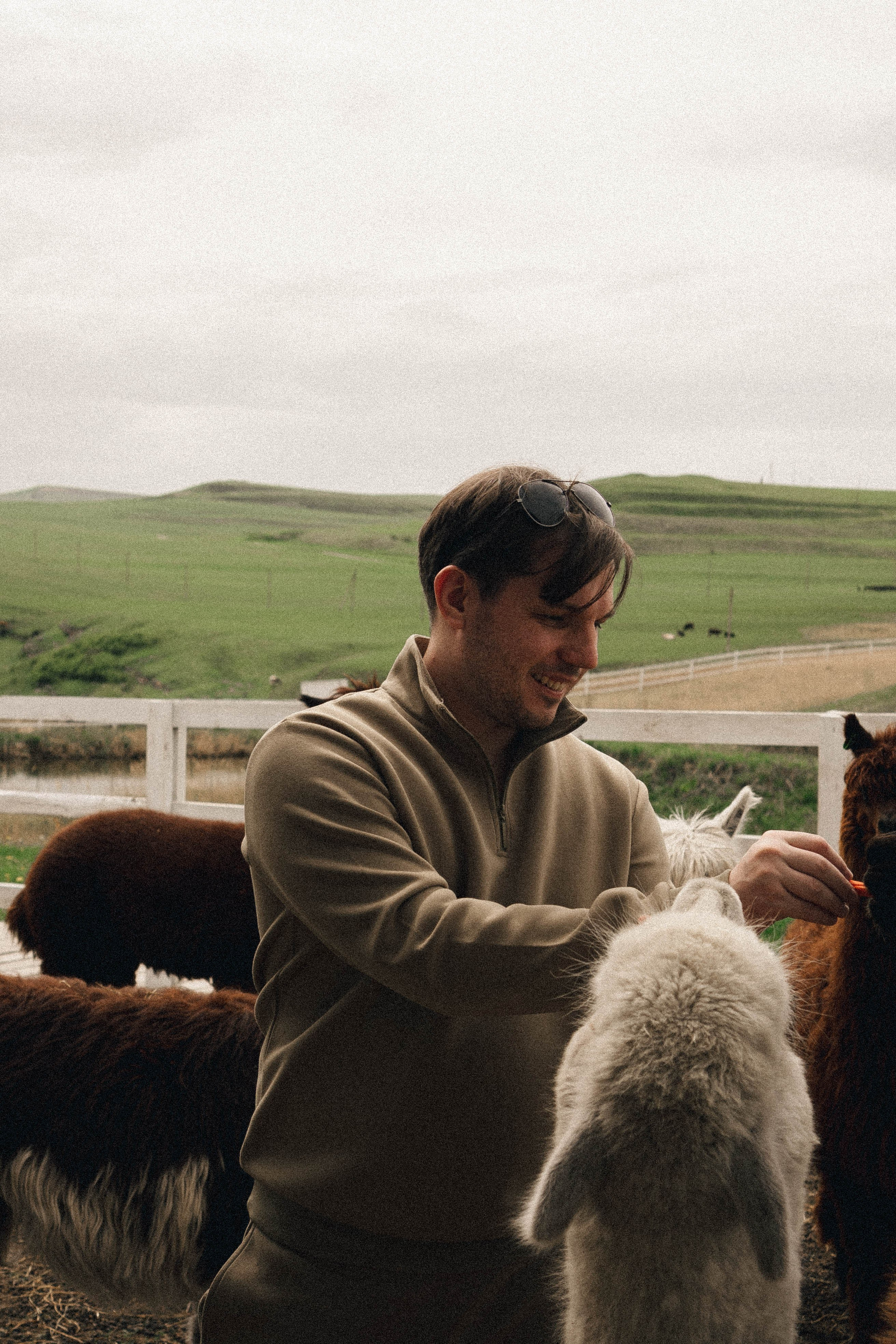 Ферма Альпак. Профессиональный фотограф, Санкт-Петербург — Виктория Богомолова
