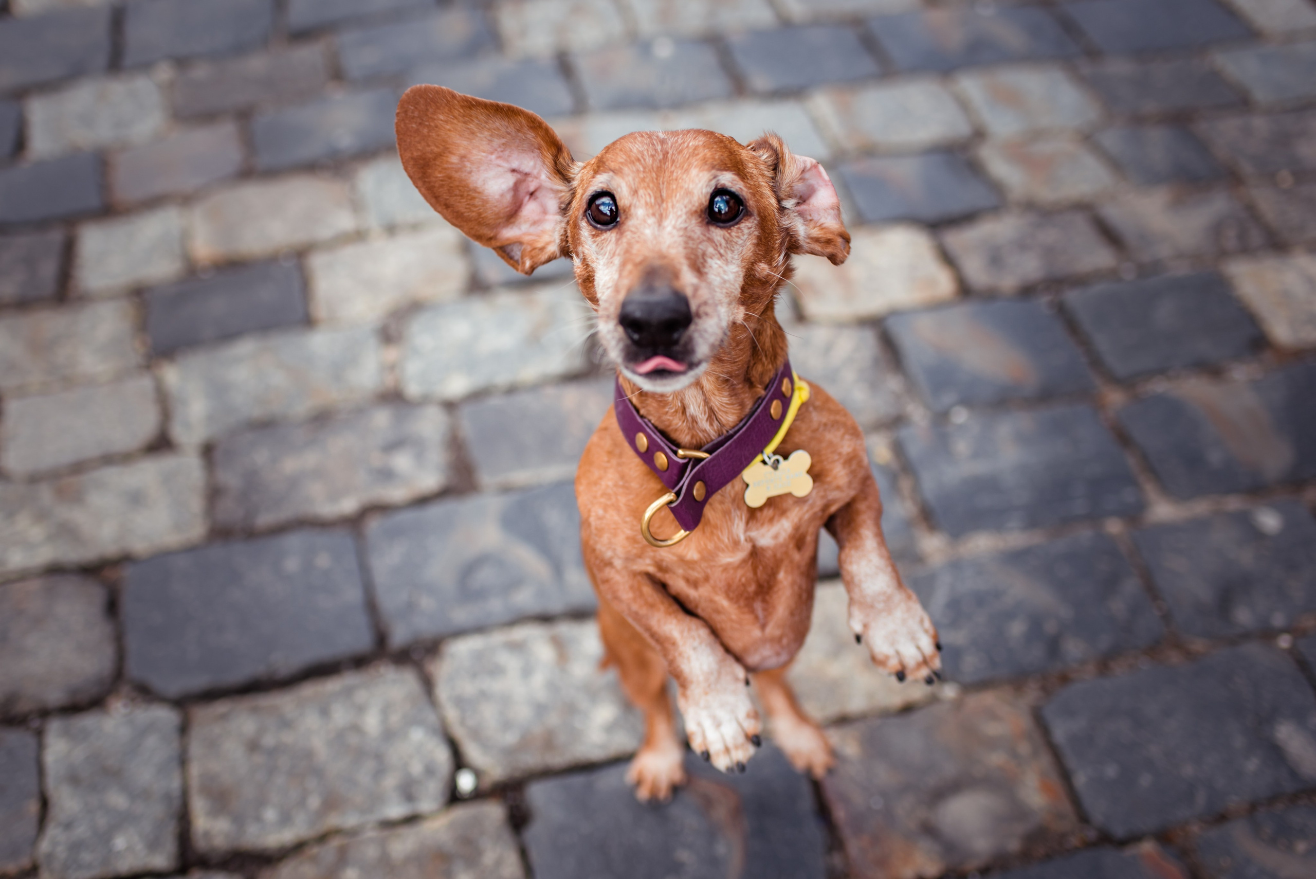 Таксы на Красной площади. Семейный Фотограф в Москве Ирина Хохлова