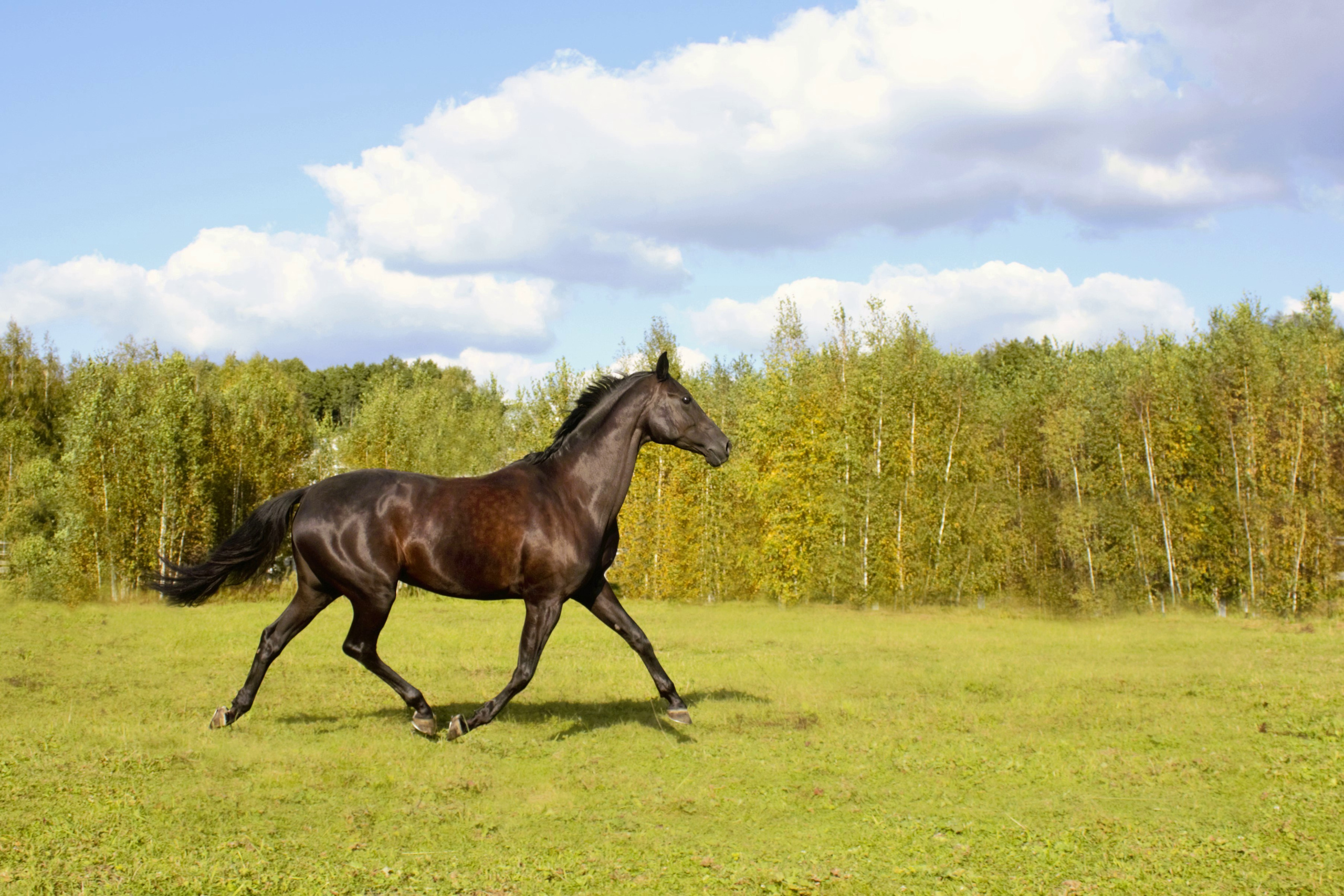 Фотографии лошадей. Фотограф в Москве Светлана Богначева