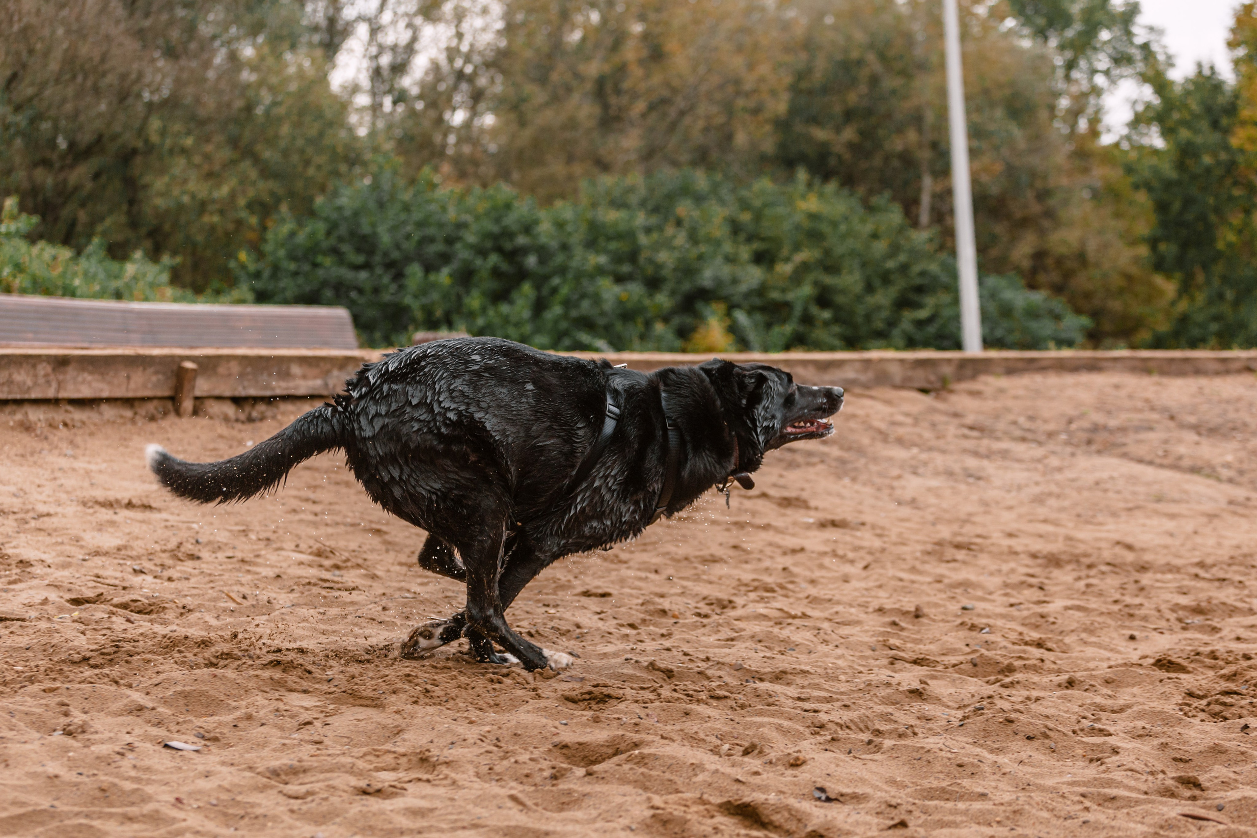 Юля и Фортуна. Фотограф-анималист Татьяна Степанова