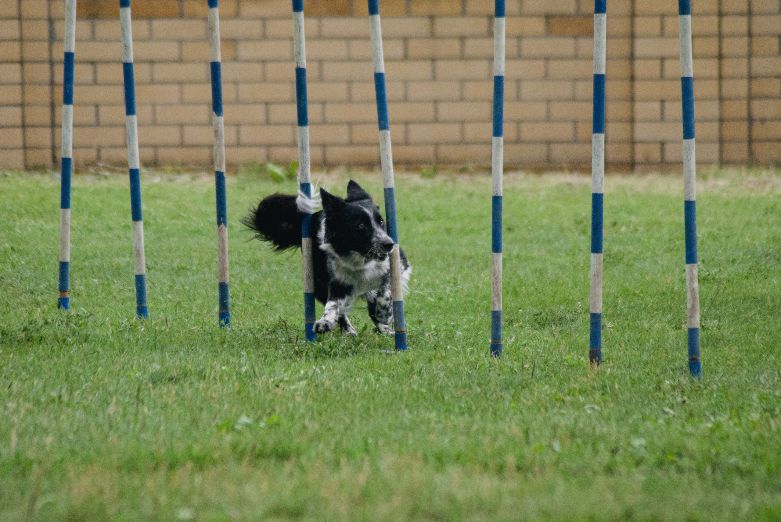 Аджилити. Фотограф в Тюмени Лизавета Сапицкая