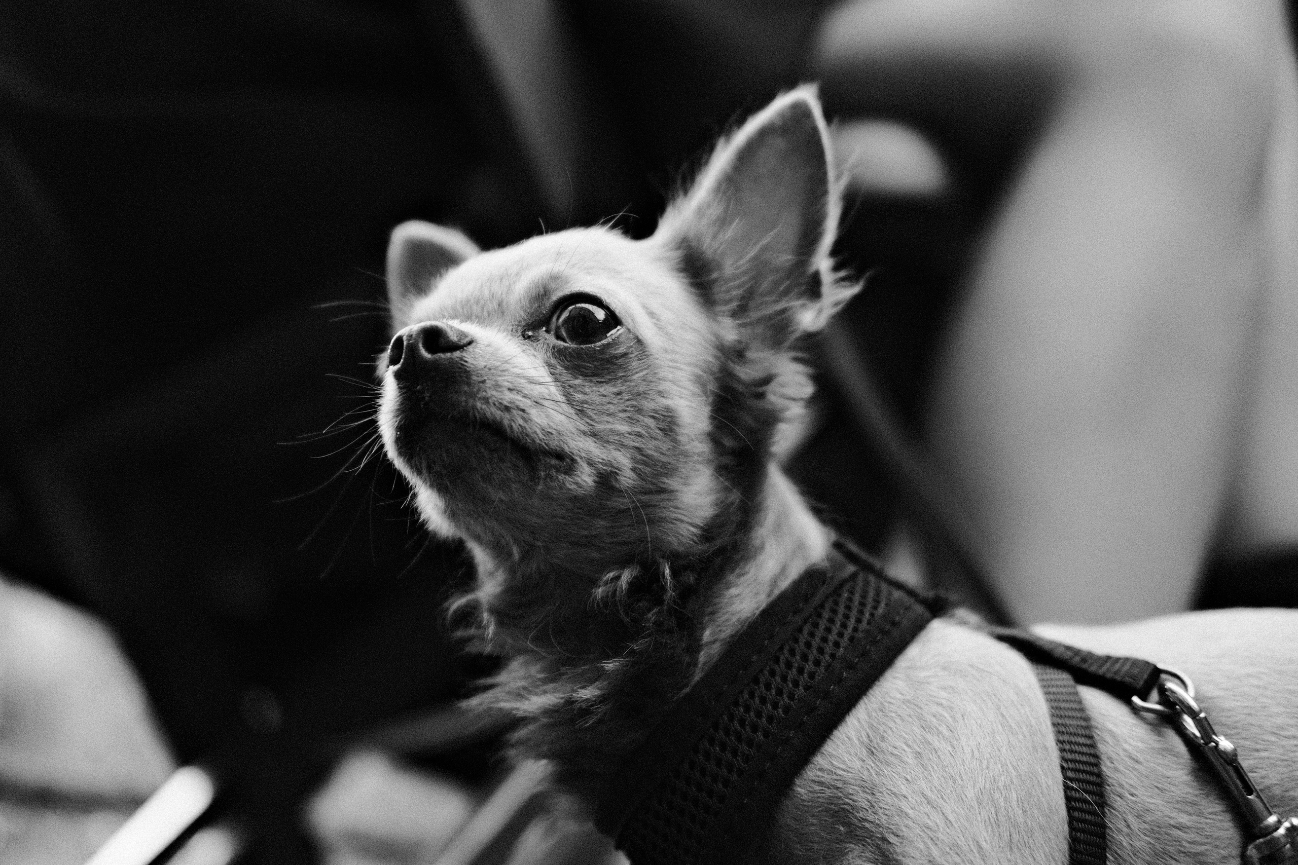 Кошки и собаки. Михаил Долганов