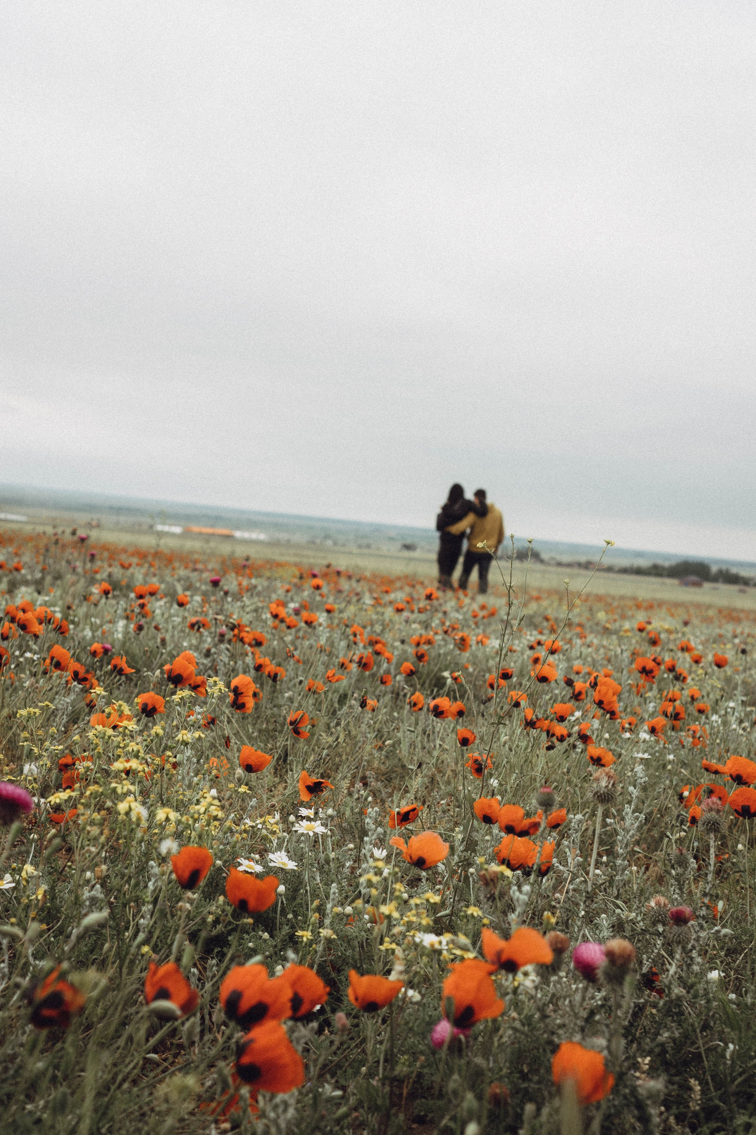 Любовь в маковом поле. Профессиональный фотограф, Санкт-Петербург — Виктория Богомолова