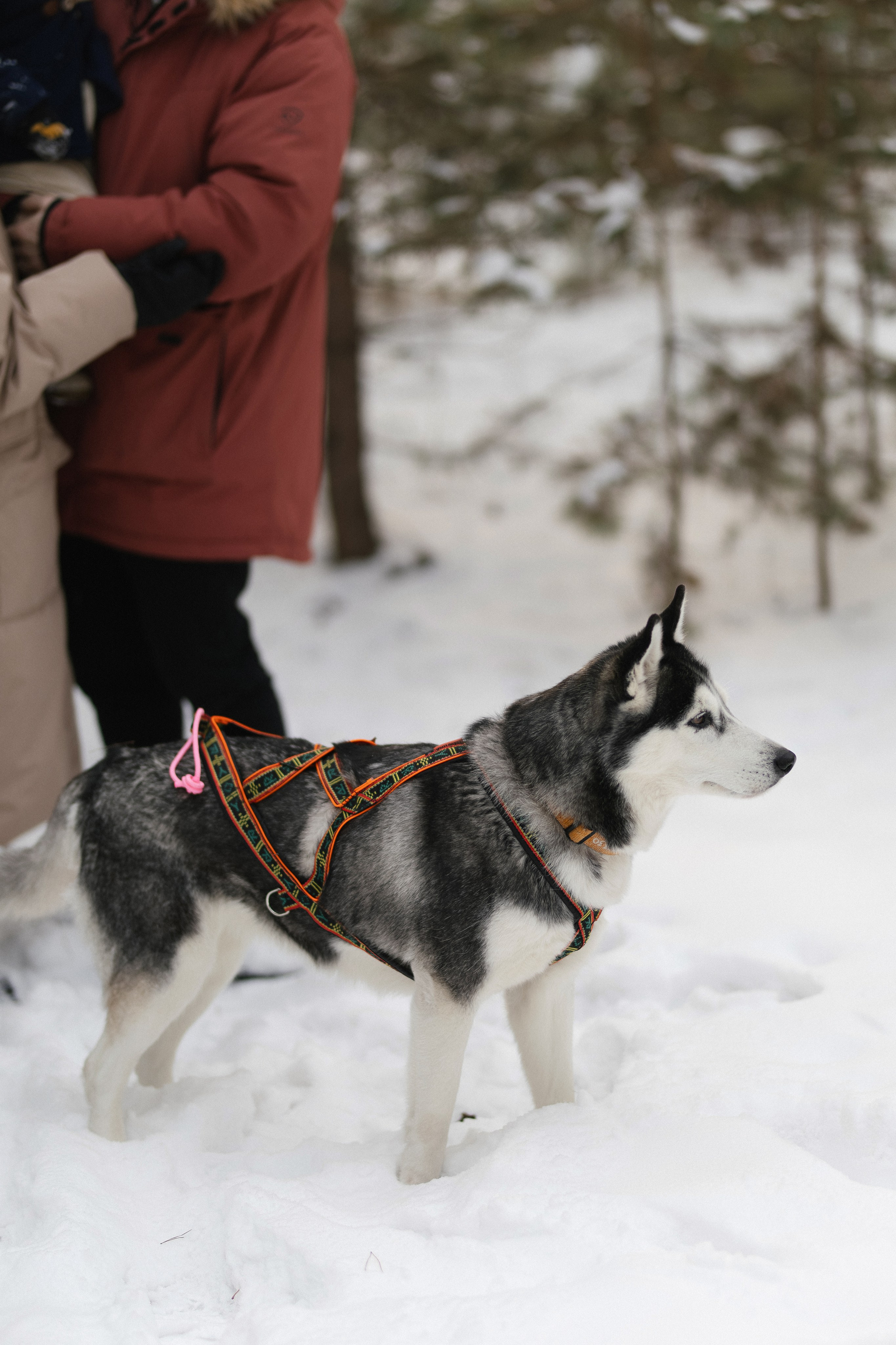 «ПО СУГРОБАМ». Maria Startseva Photo