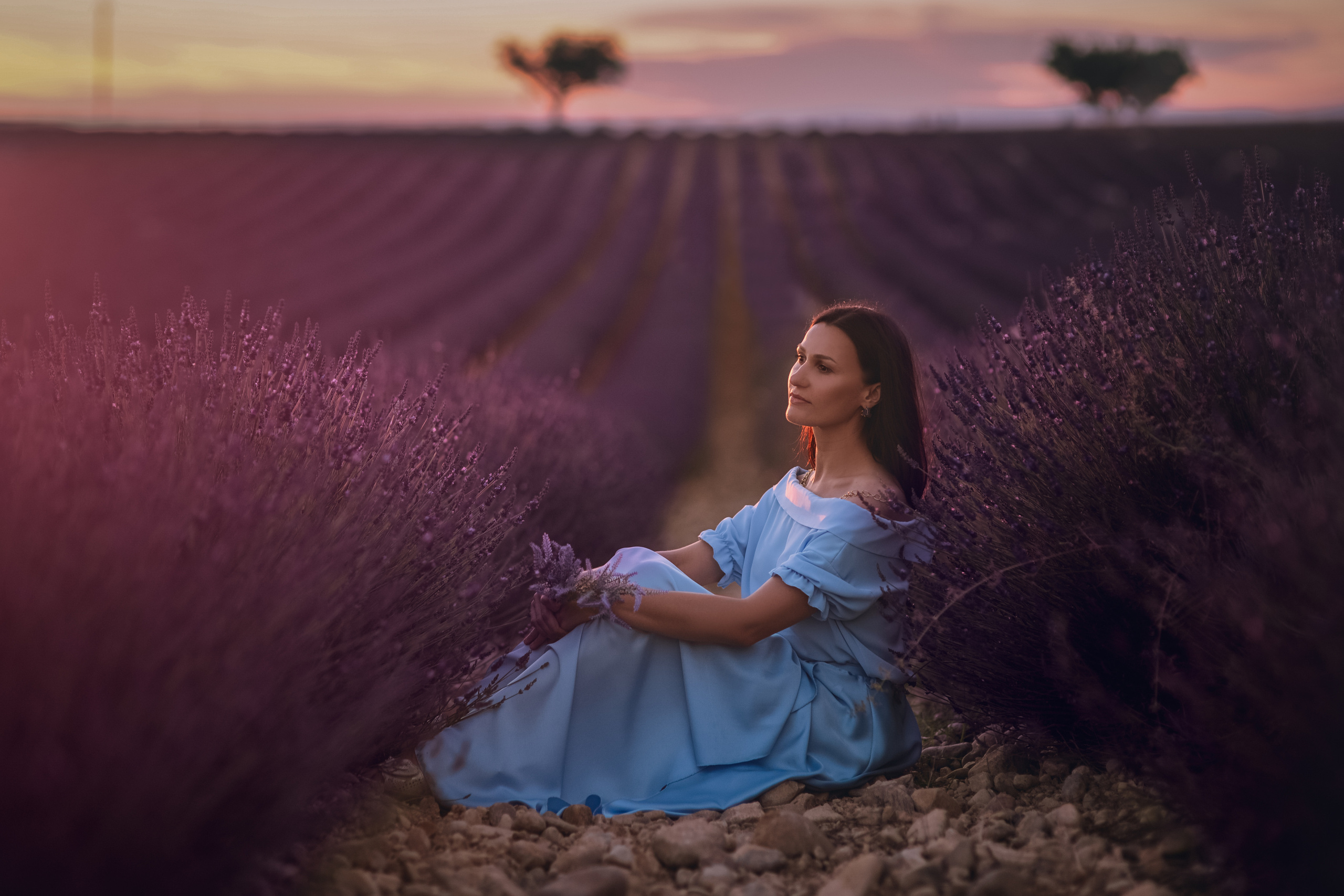 Lavender. Photographer in Provence Julia Lipiainen