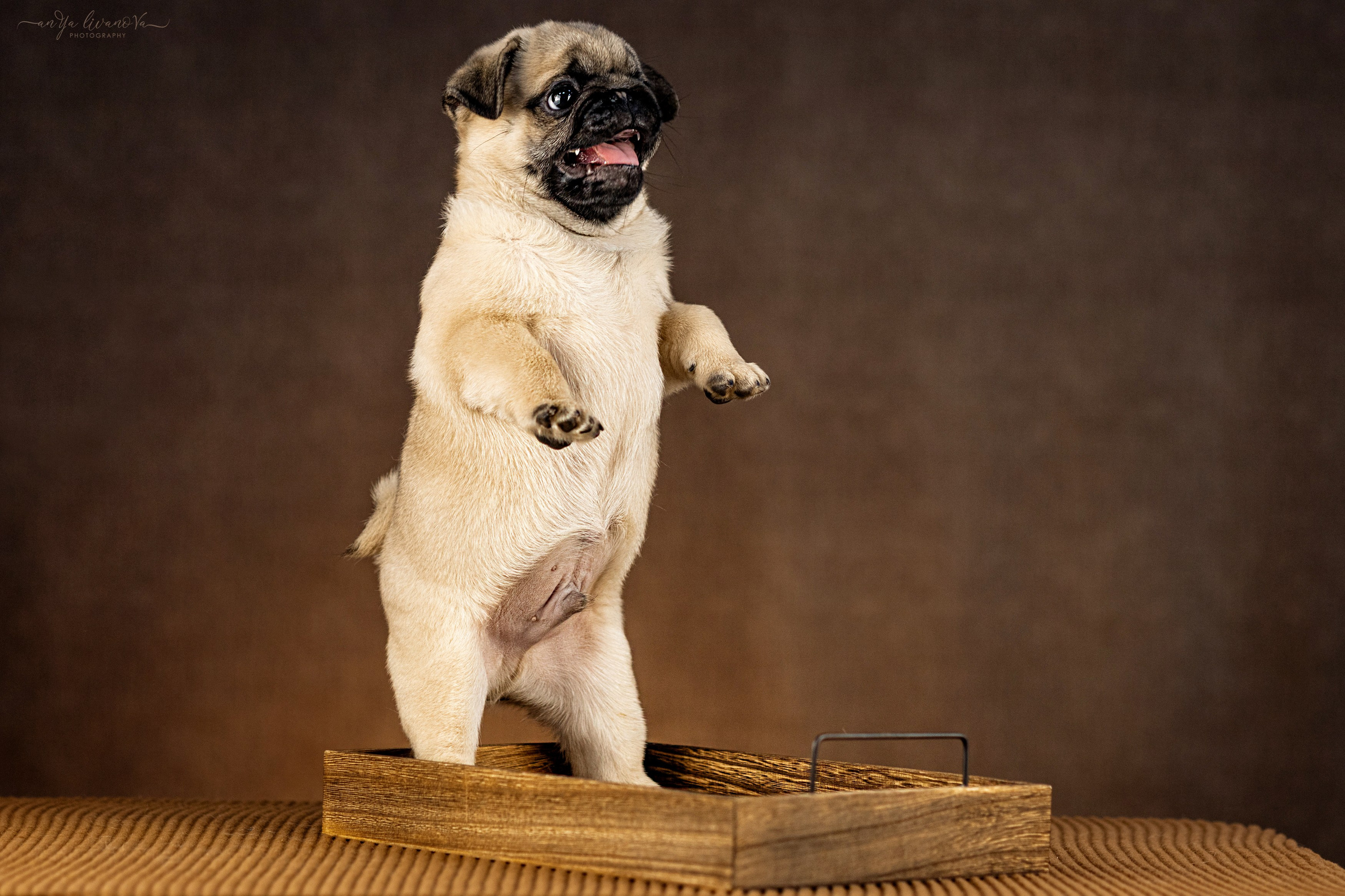 Мопсик. Фотограф анималист Аня Ливанова | Рыбинск