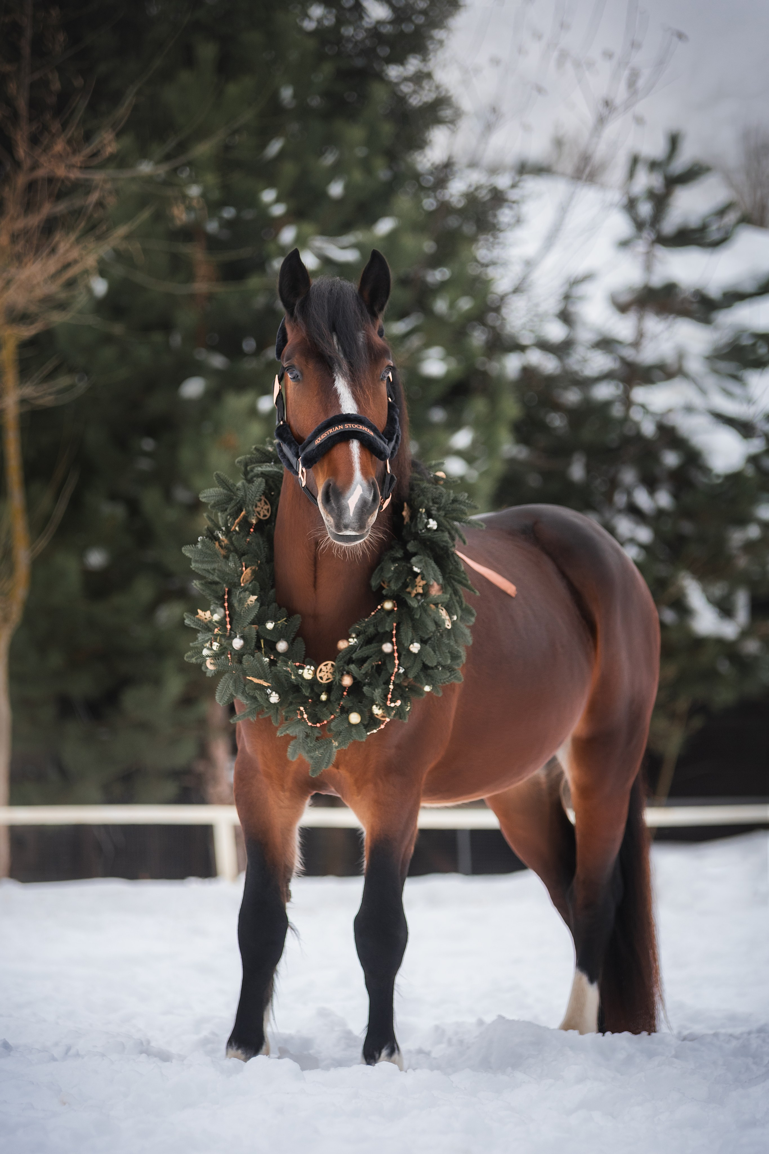 Новогодний Волконский. Конный фотограф Куракина Дарья • Фотосессии с лошадьми