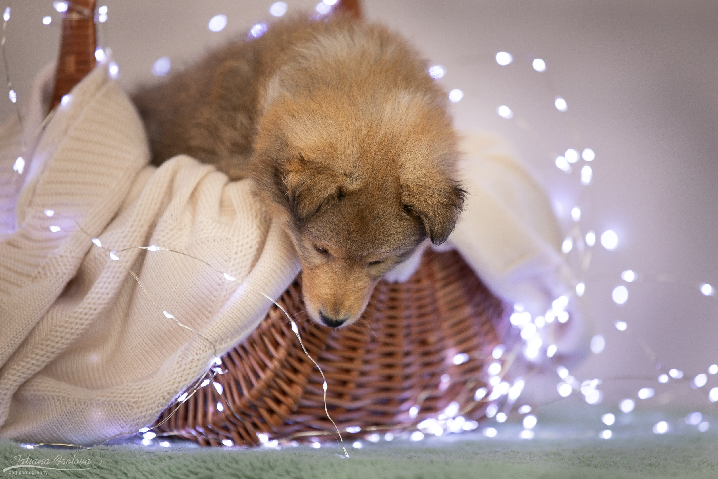 Съёмка щенков дома. Фотограф-анималист в Москве и Московской области Татьяна Фролова