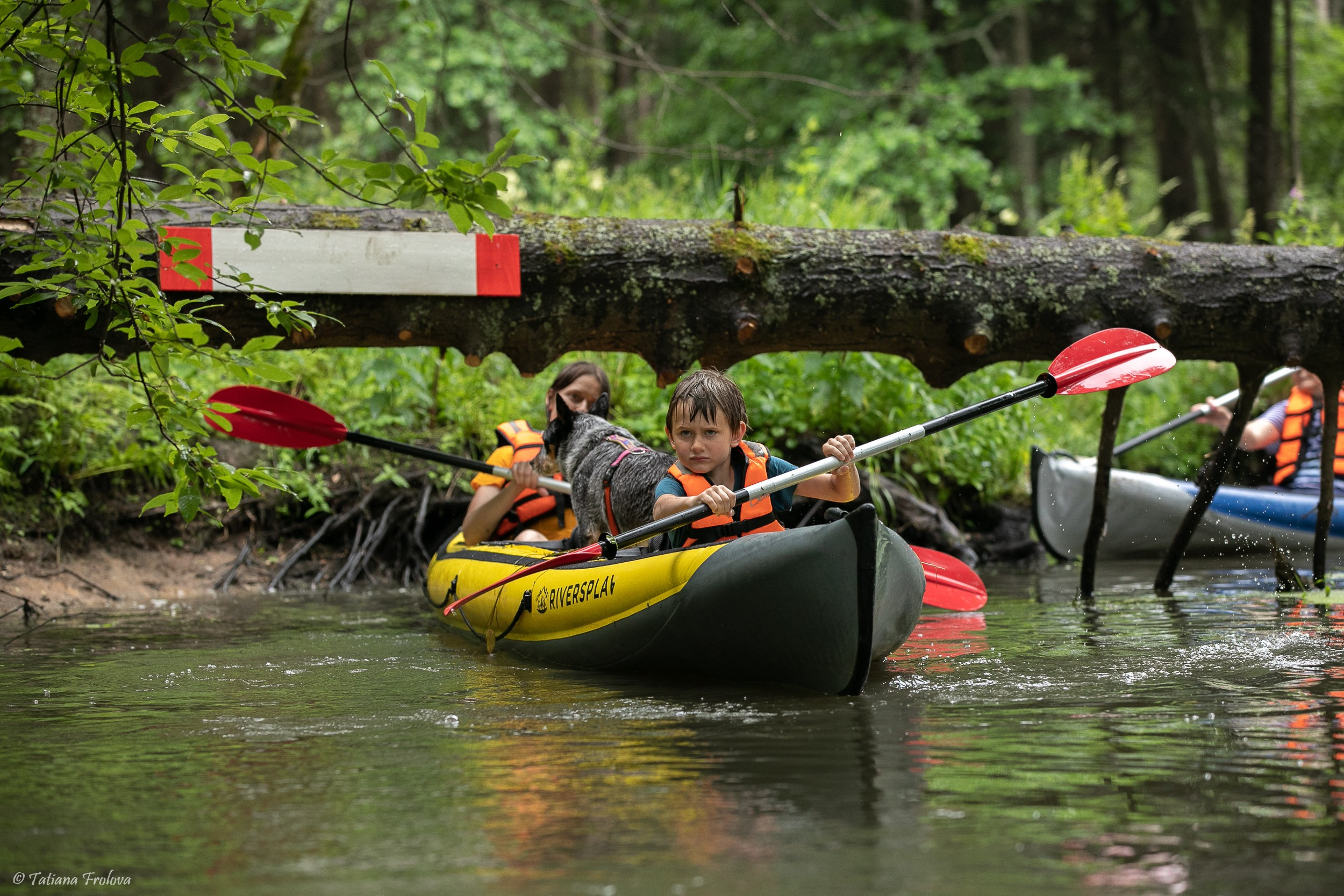 Фотоочет о сплаве на байдарках вместе с собаками. Фотограф-анималист в Москве и Московской области Татьяна Фролова