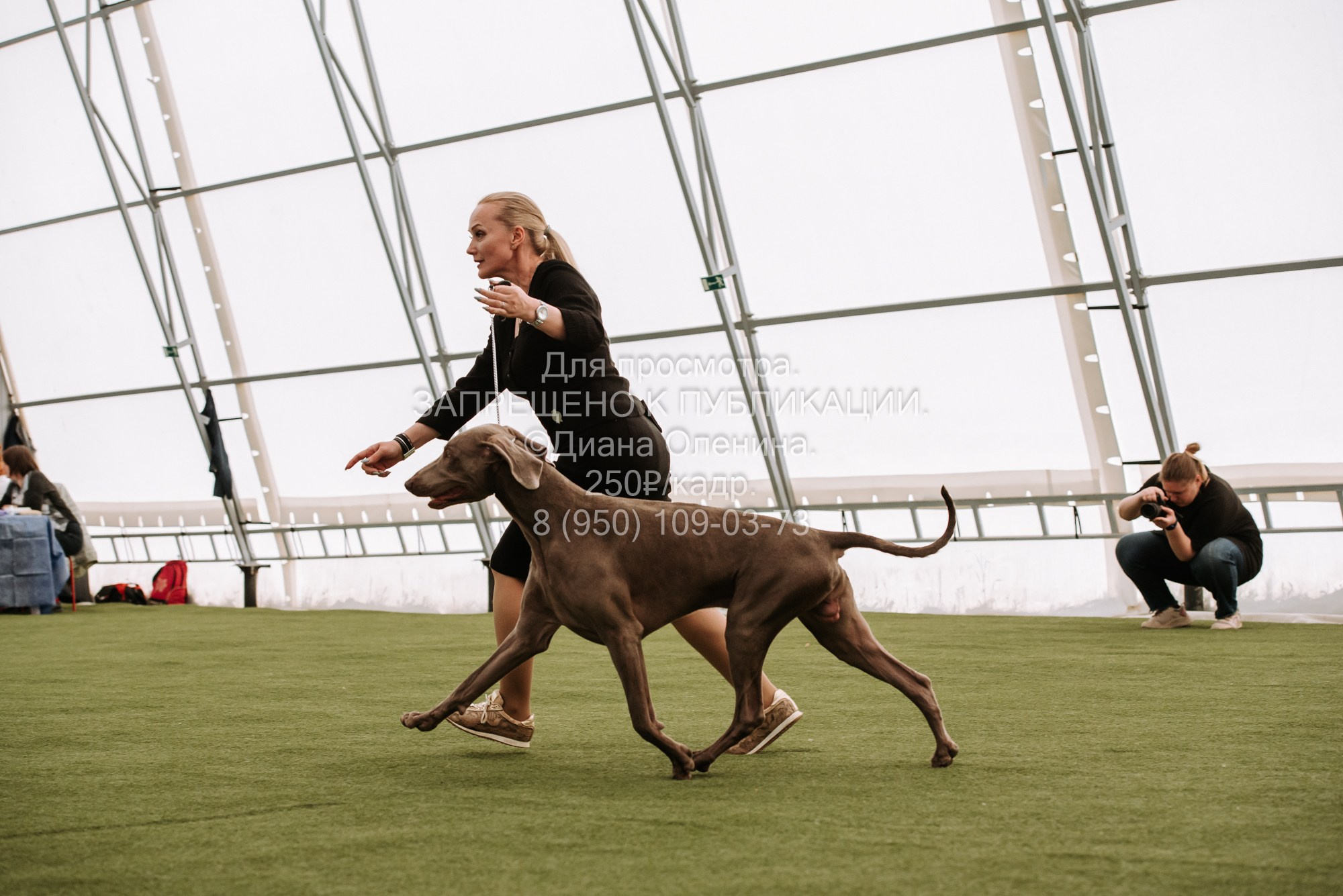 Выставка собак Красноярск 2.06. Фотограф Диана Оленина Красноярск / Братск