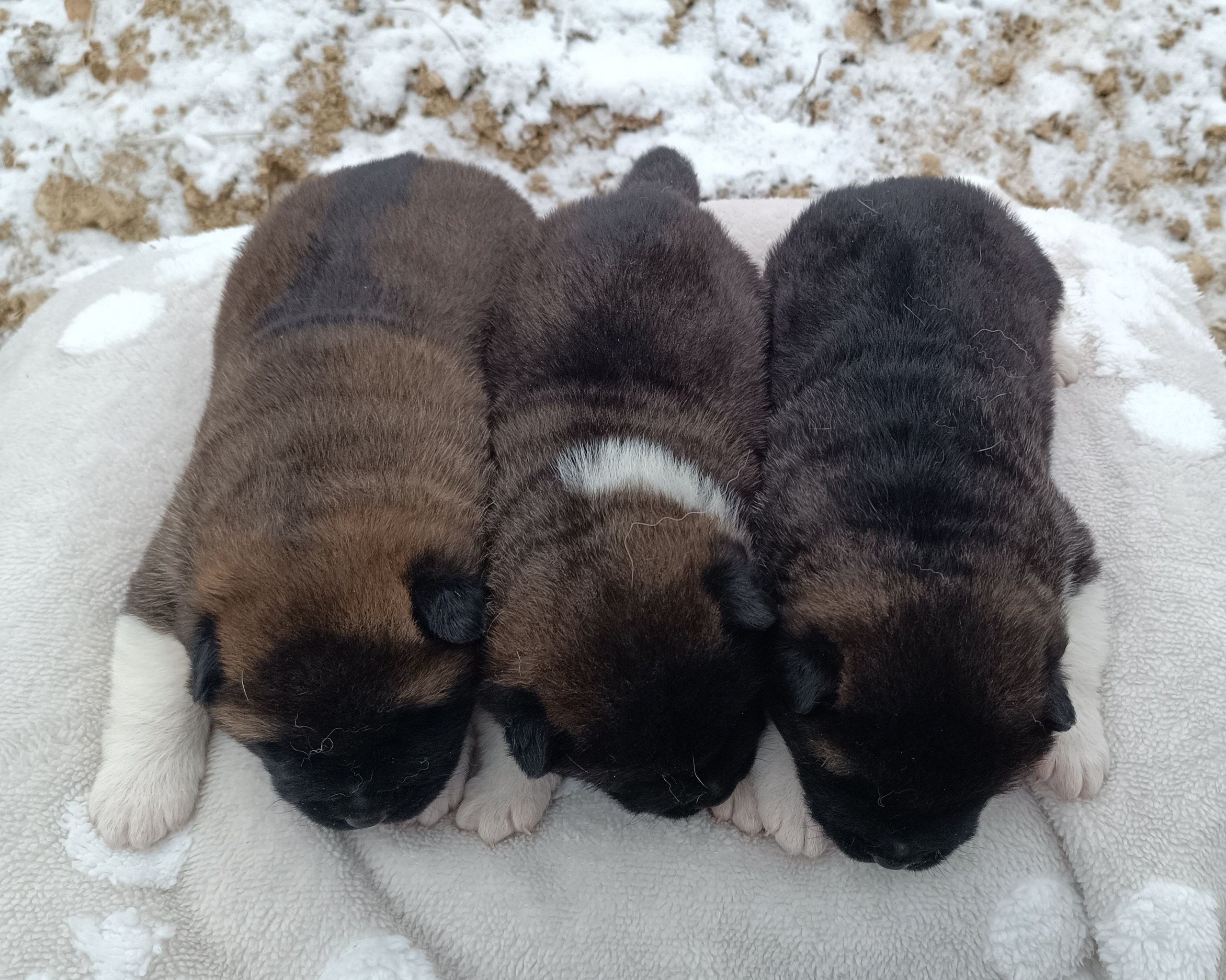 Американская акита  щенки питомник Санкт-Петербург клубные щенки Американская акита питомник RUBYLIGHT Рубилайт купить щенка американской акиты