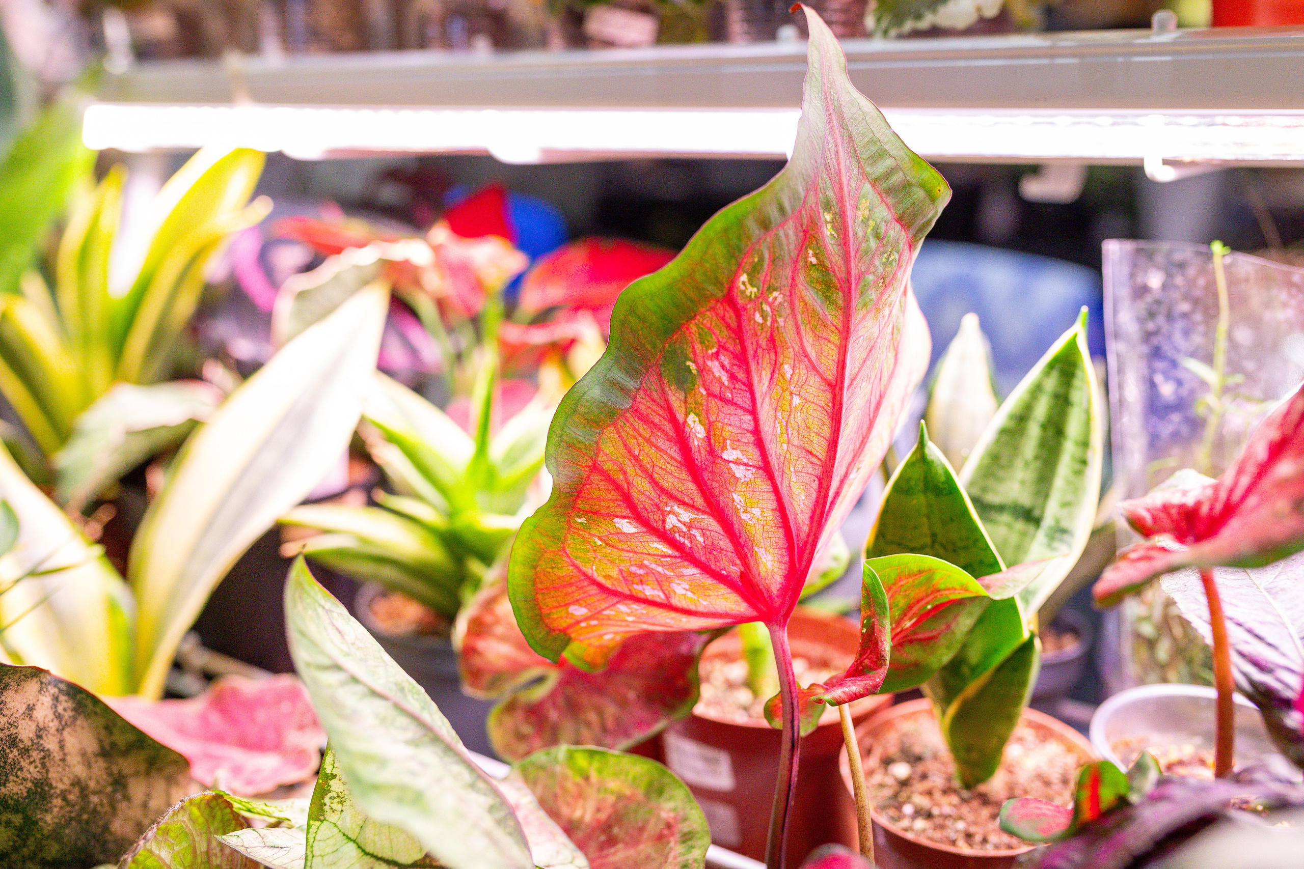 Монстериум 11–12 октября. Александра Куликова фотограф, Москва