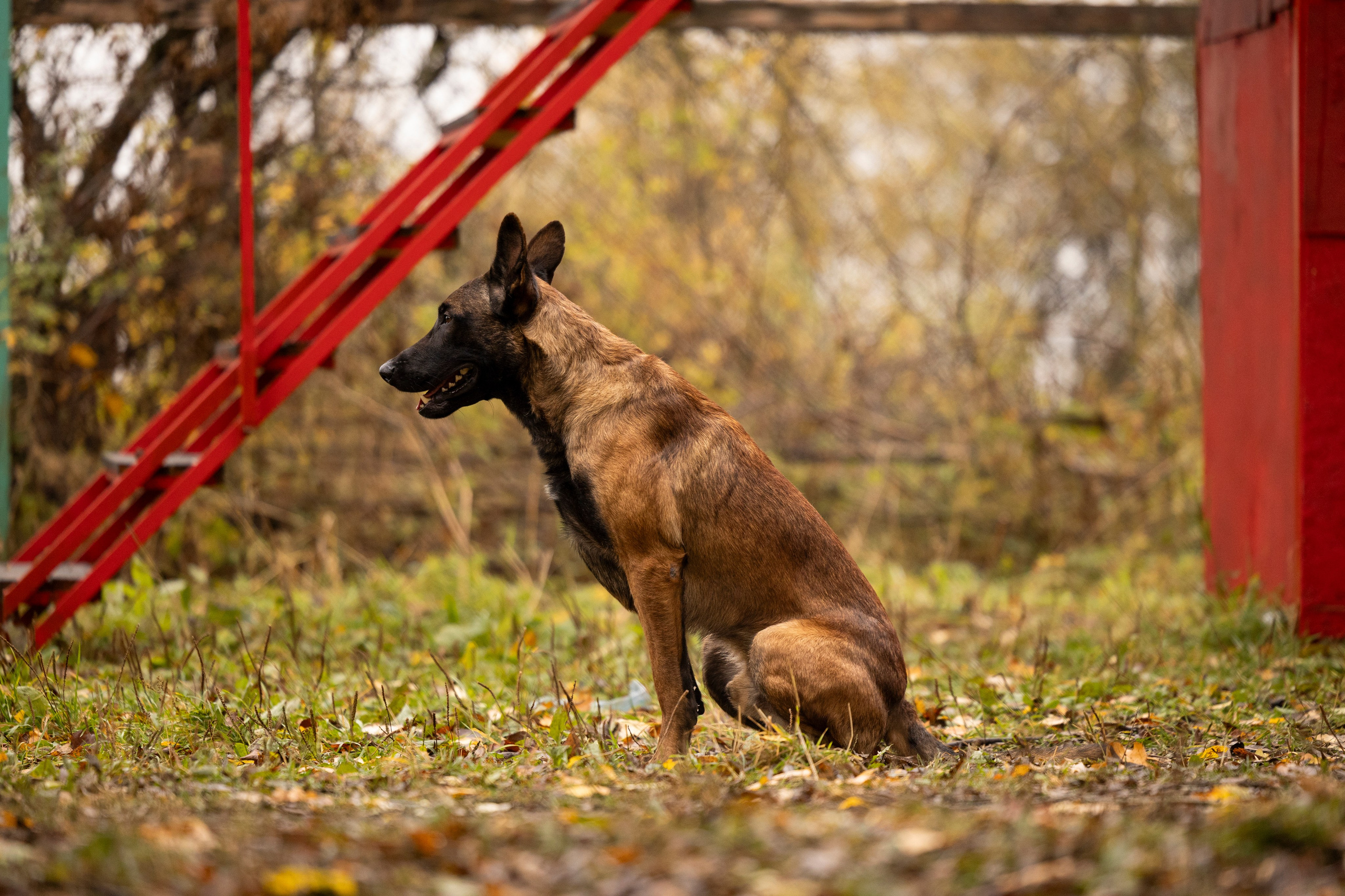 Соревнования по Мондьорингу г. Вологда. Фотограф-анималист Анна Маринич