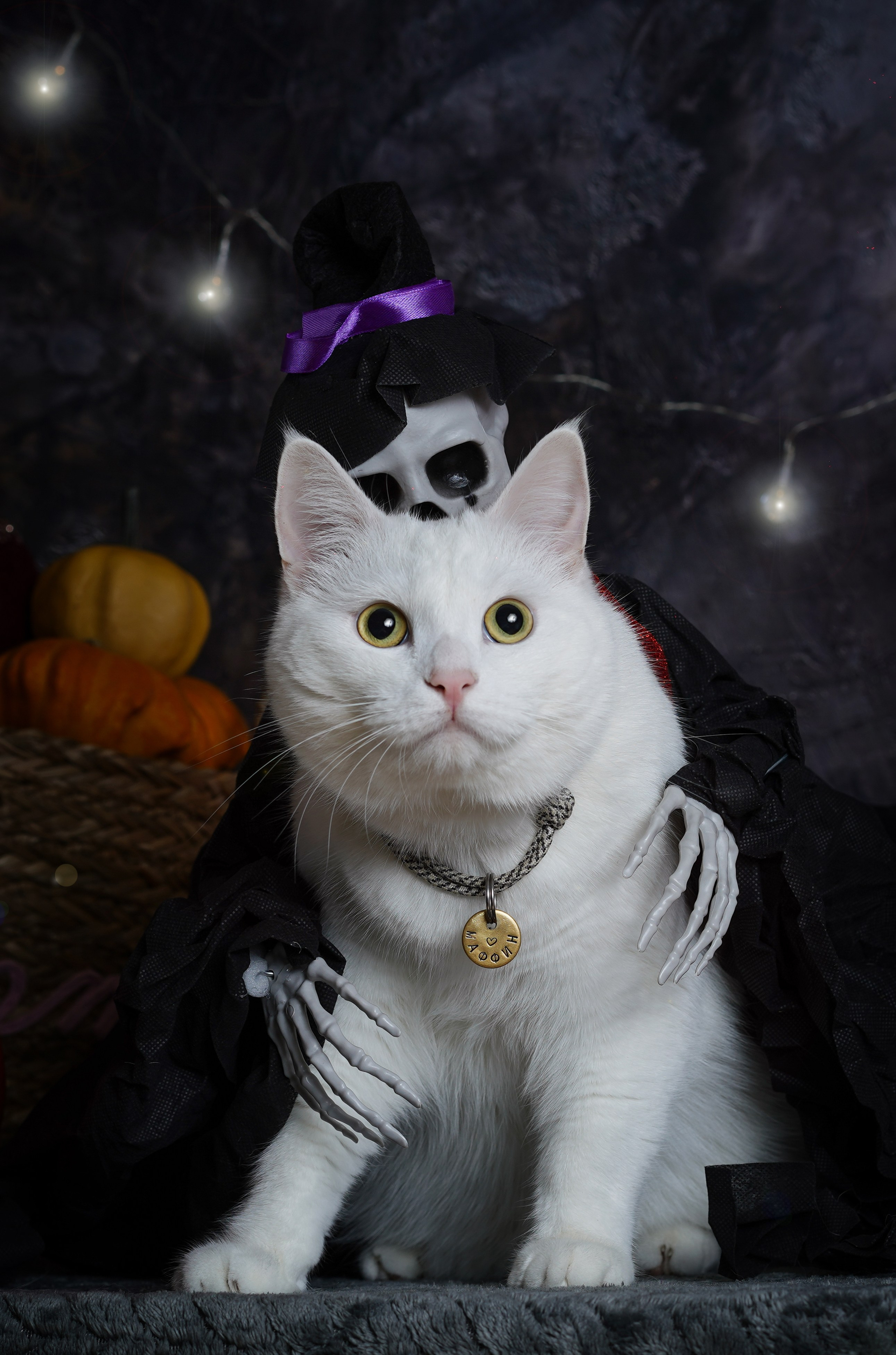 Маффин и Хэллоуин. Фотограф-анималист в Санкт-Петербурге Яна Мартынова