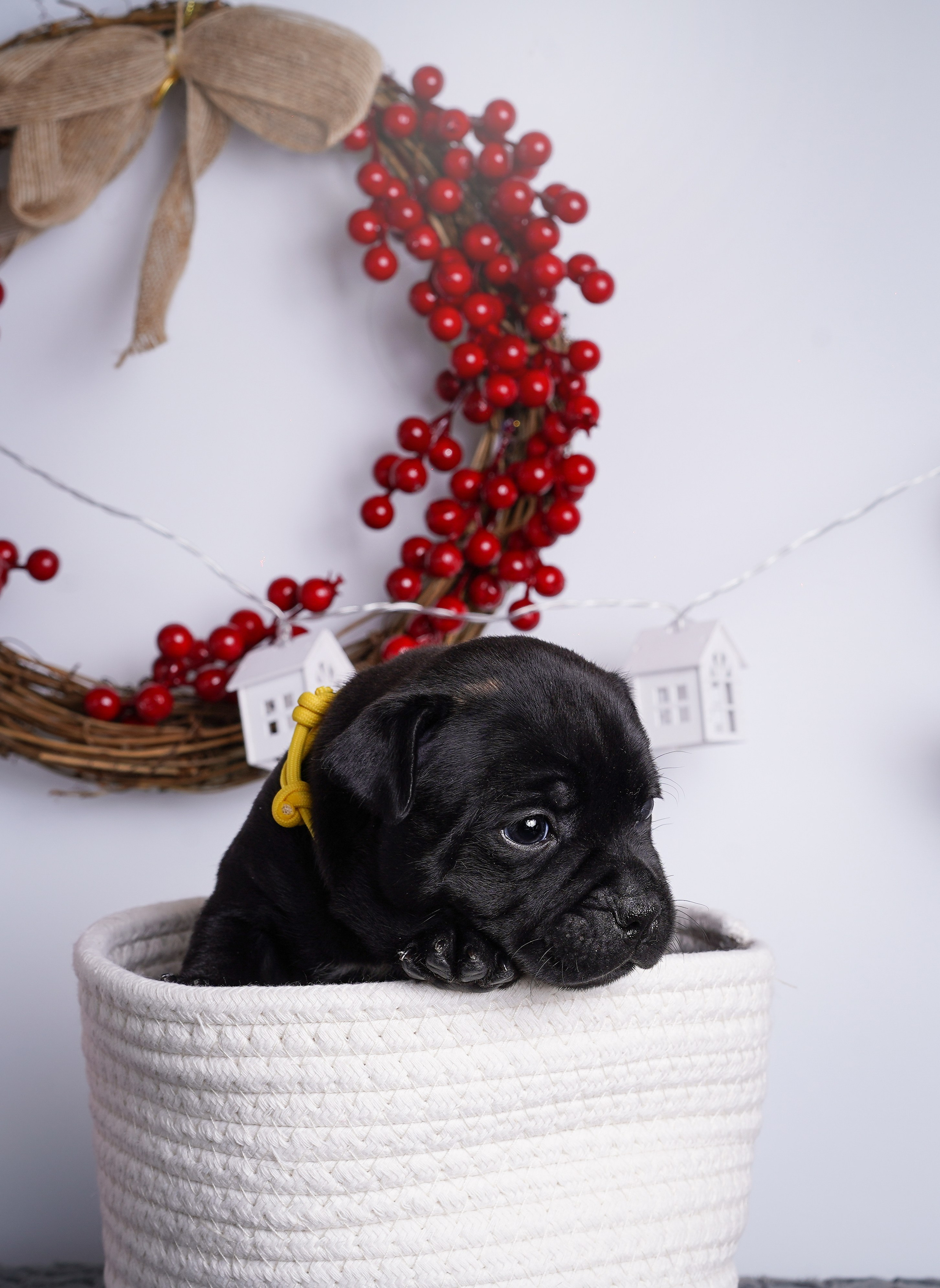 Щенки стаффи. Фотограф-анималист в Санкт-Петербурге Яна Мартынова