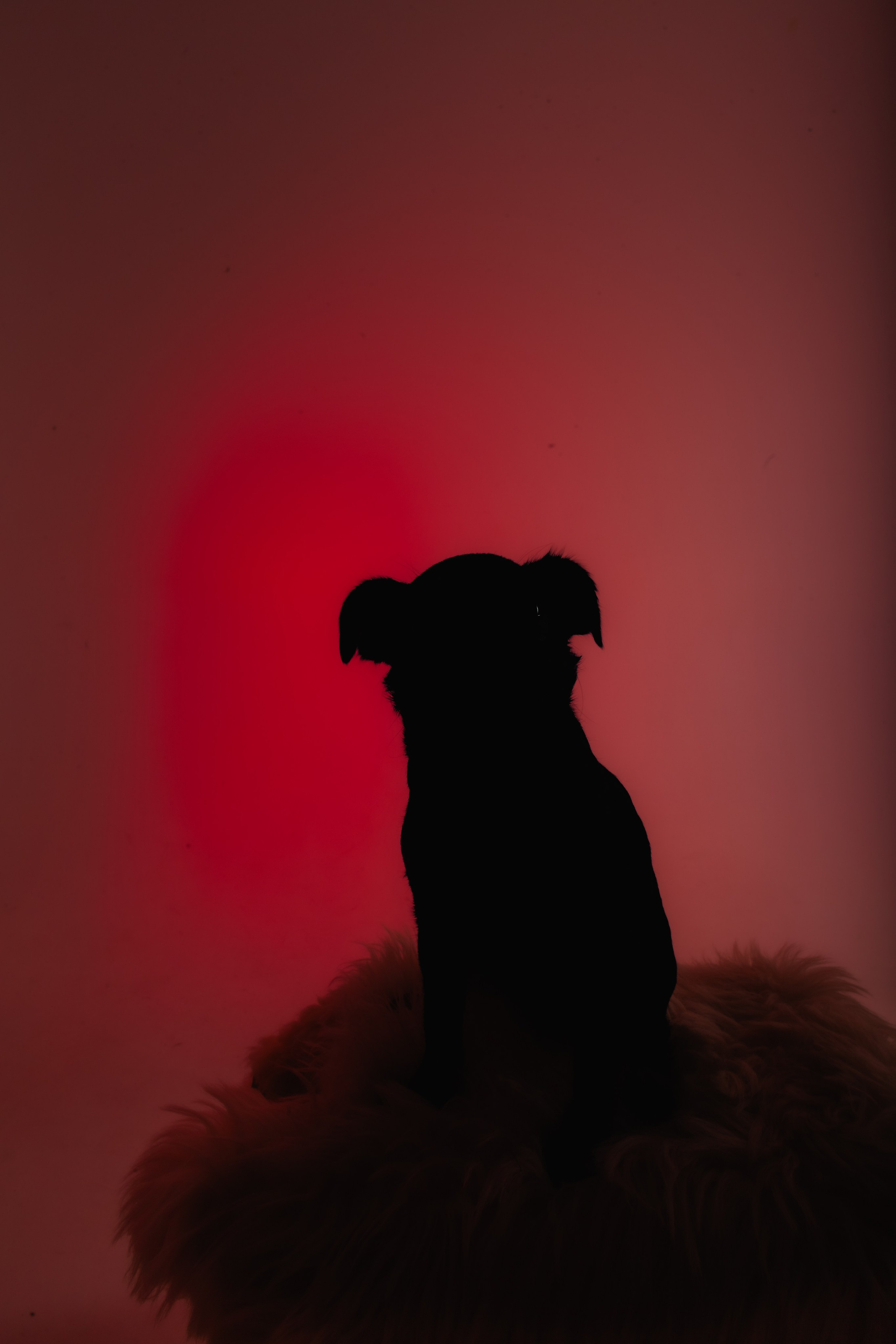 Студийная фотосессия с цветным светом. Фотограф-анималист Татьяна Степанова