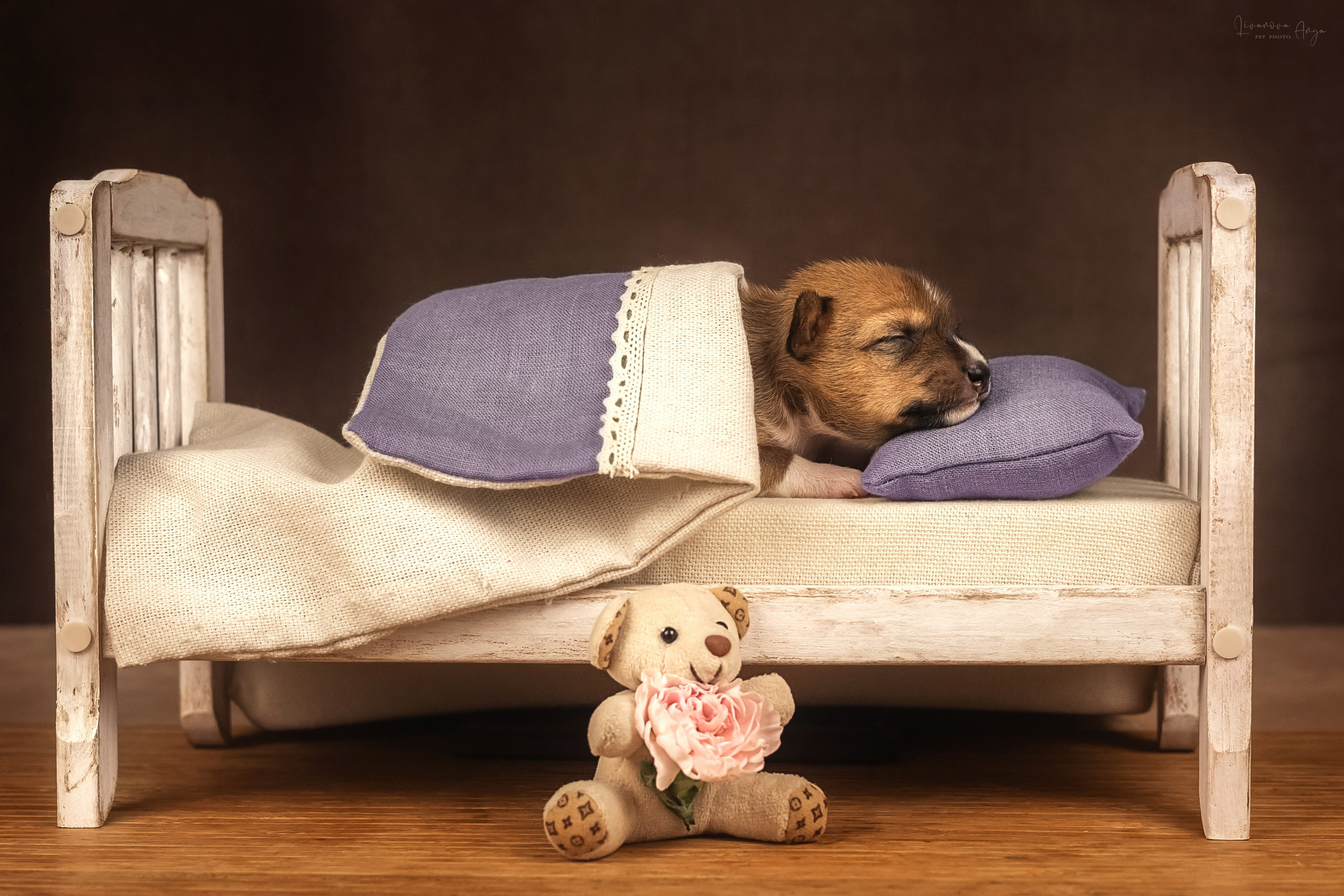 Басеньки. Фотограф анималист Аня Ливанова | Рыбинск