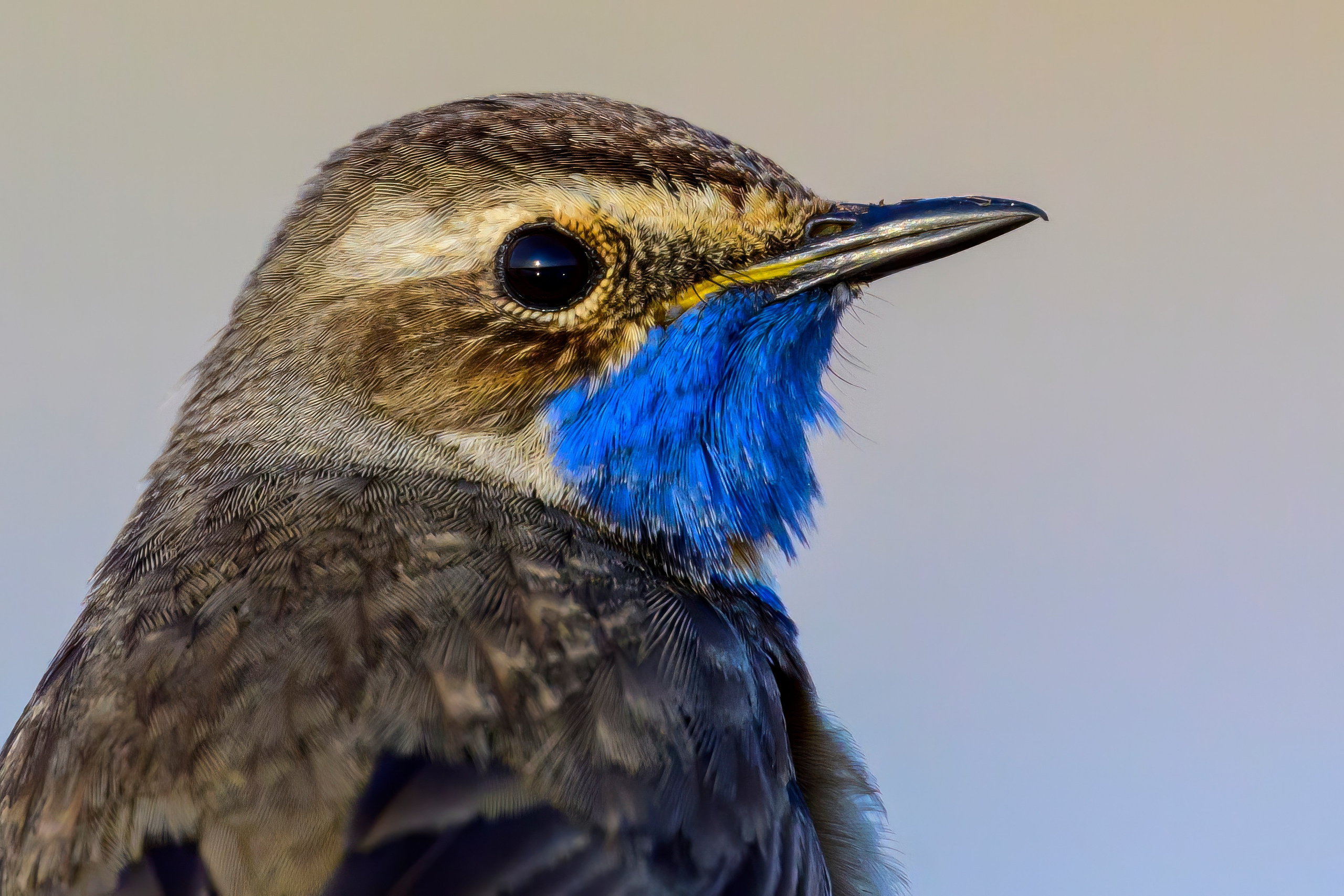Веретенник. Фотограф Сергей Пупонин