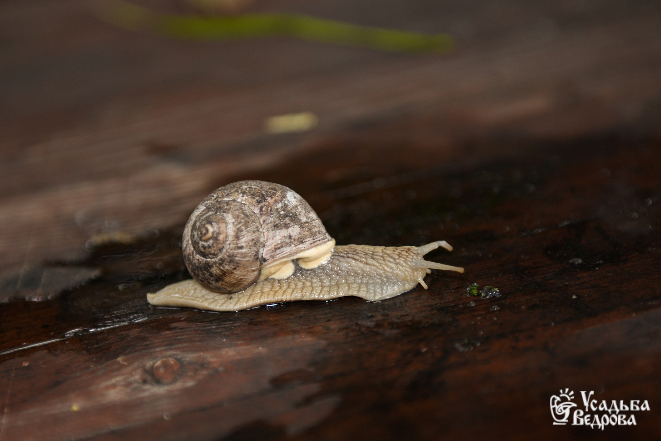 Ведровский погребок 2025. Портретный фотограф Марина Тамбовская