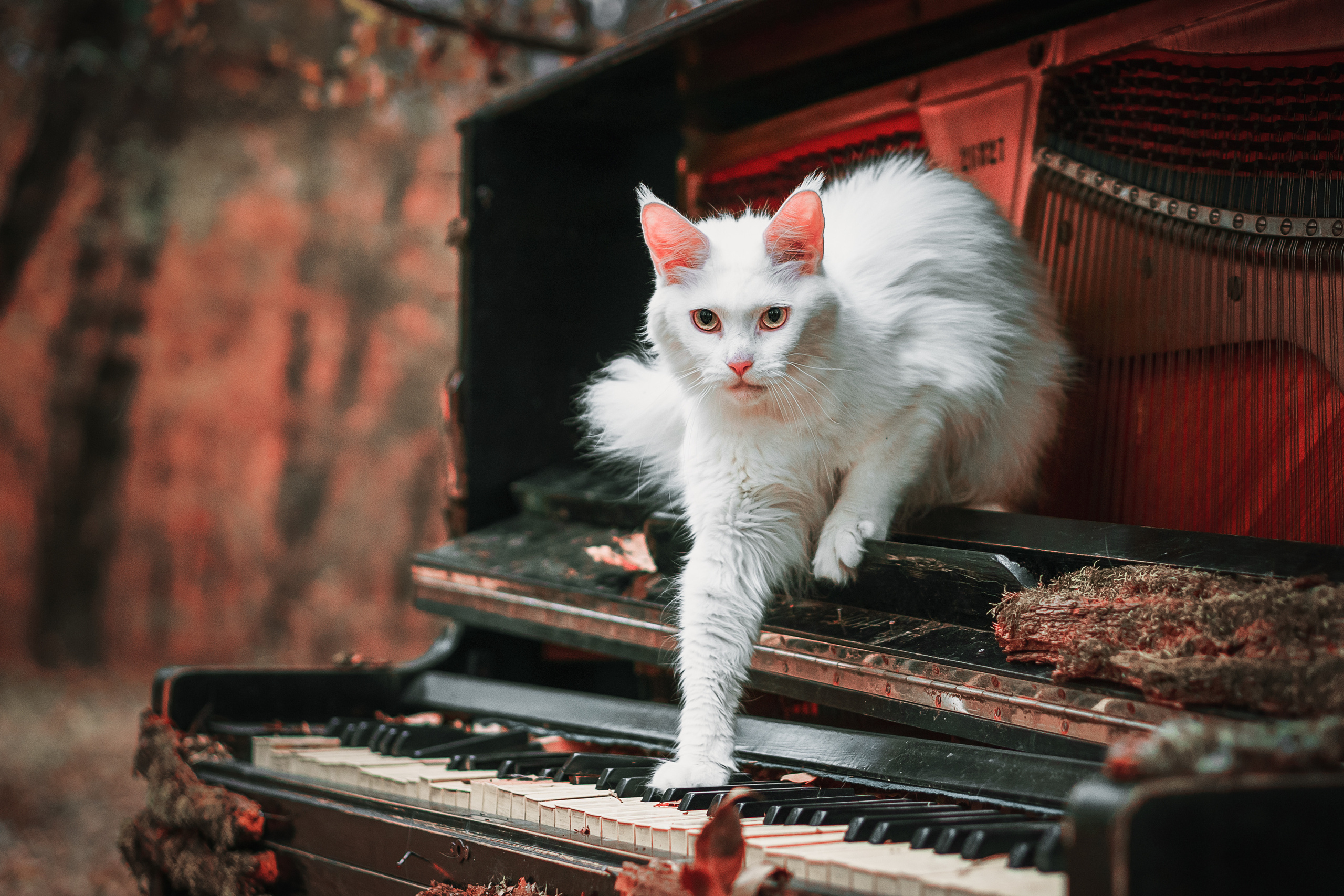 Контент с животными. Фотограф Олег Сотник