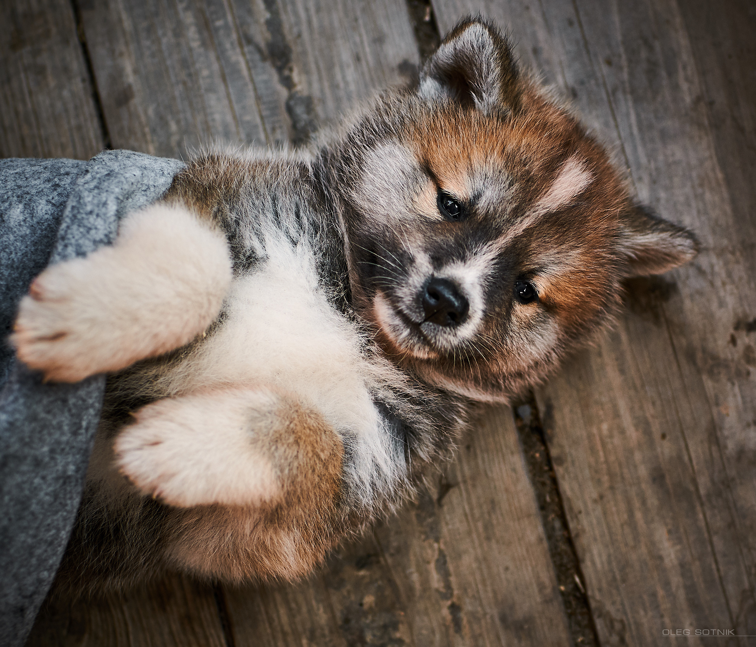 Контент с животными. Фотограф Олег Сотник