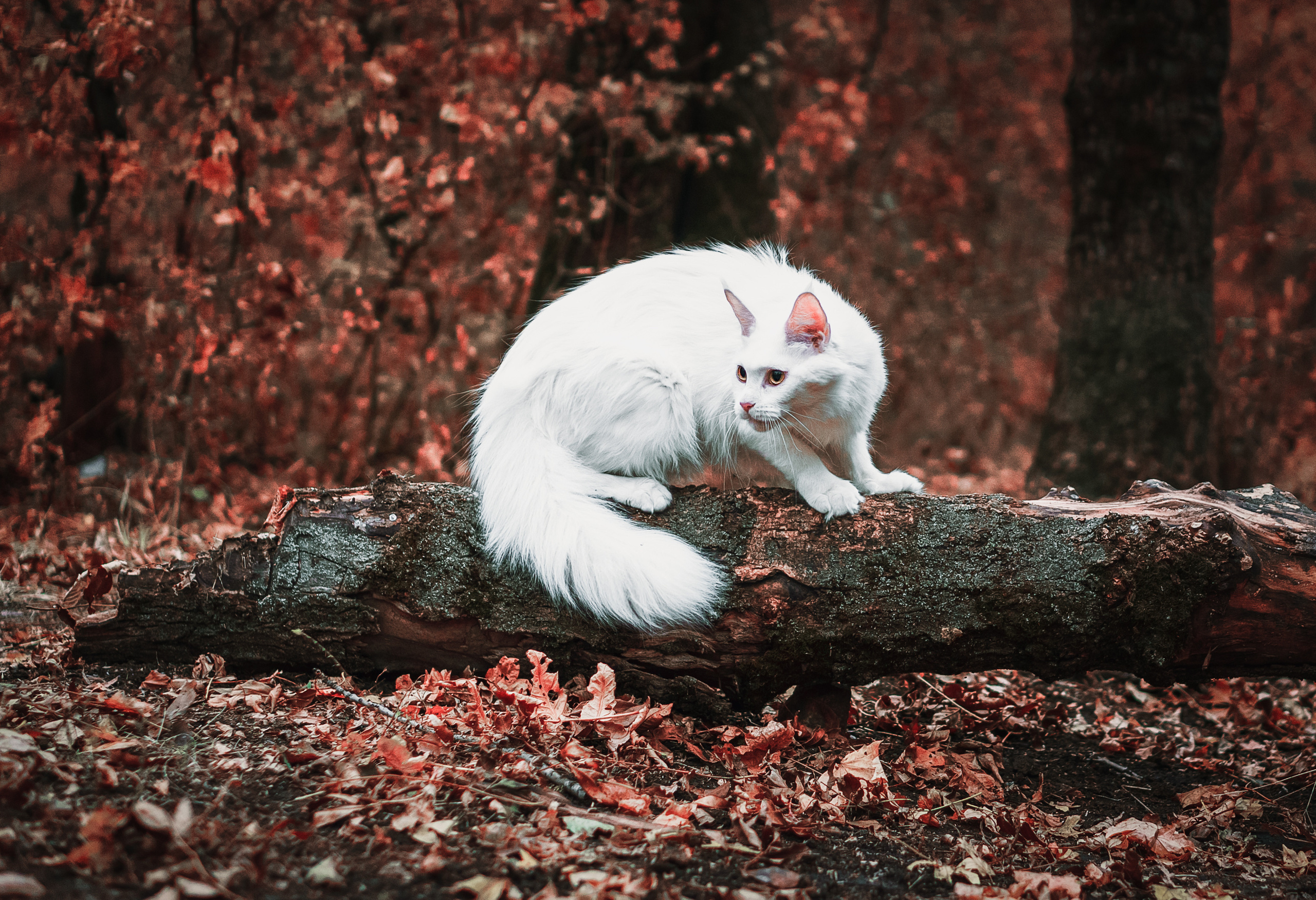 Контент с животными. Фотограф Олег Сотник