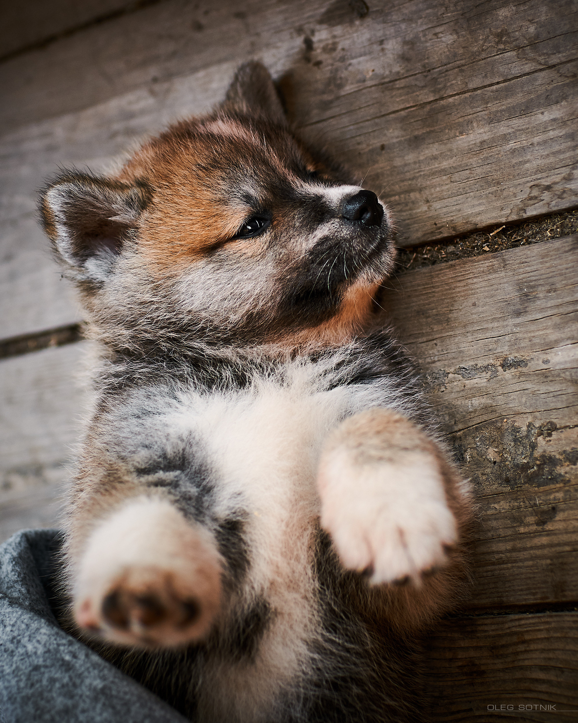 Контент с животными. Фотограф Олег Сотник