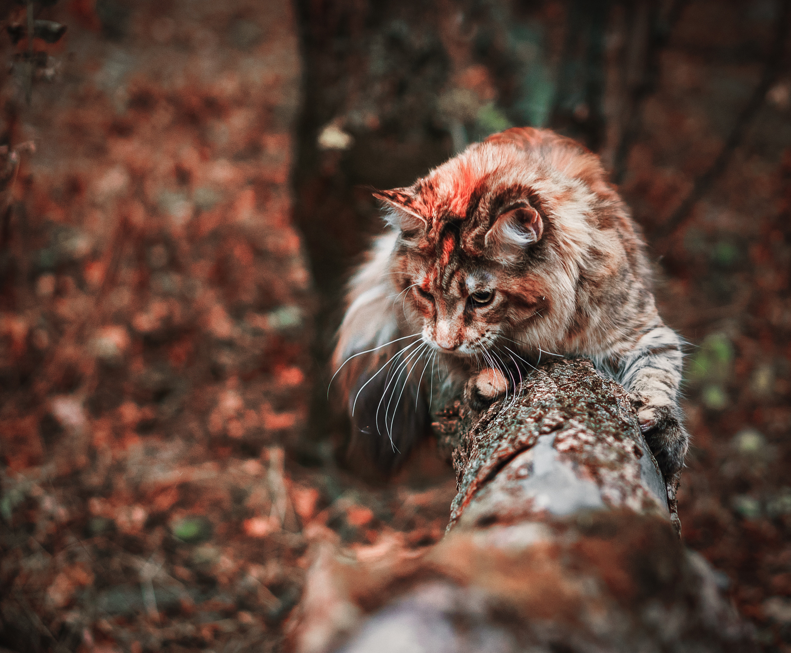 Контент с животными. Фотограф Олег Сотник