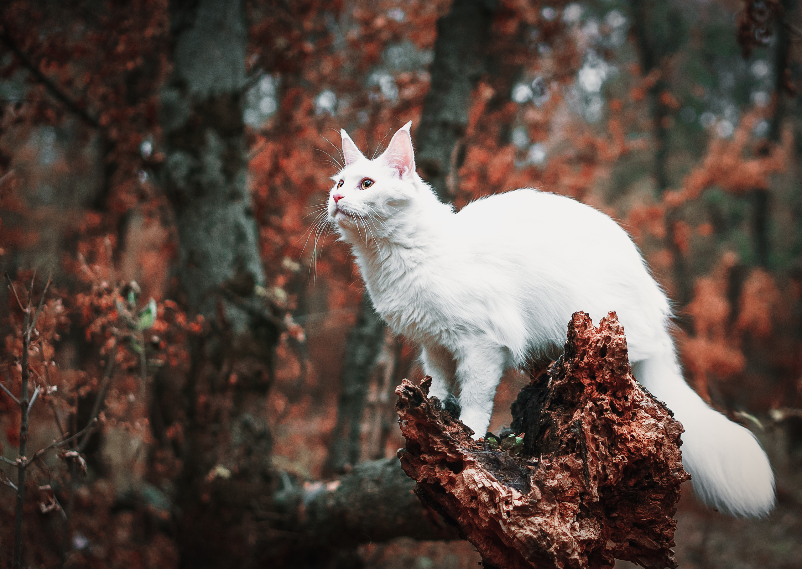 Контент с животными. Фотограф Олег Сотник