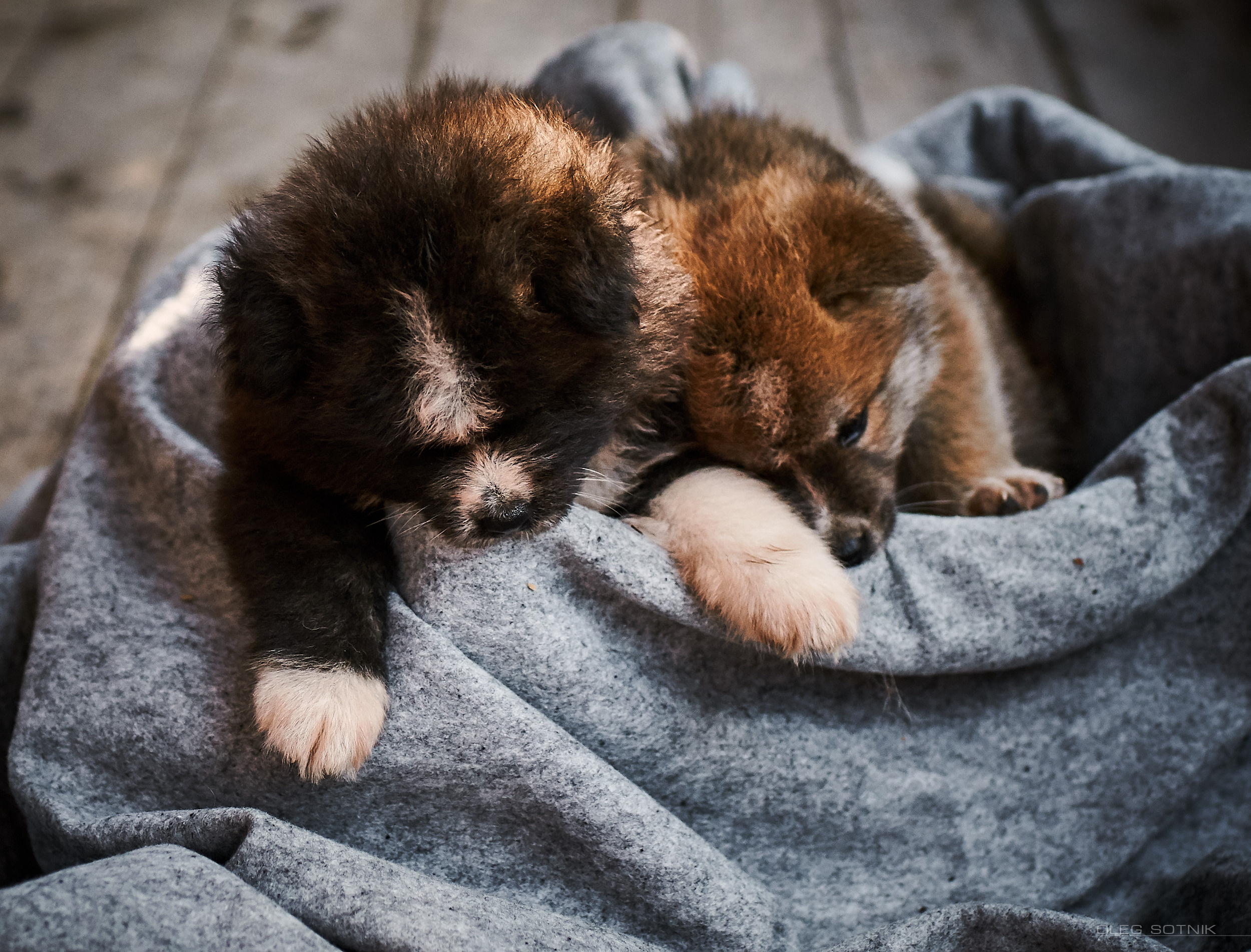 Контент с животными. Фотограф Олег Сотник