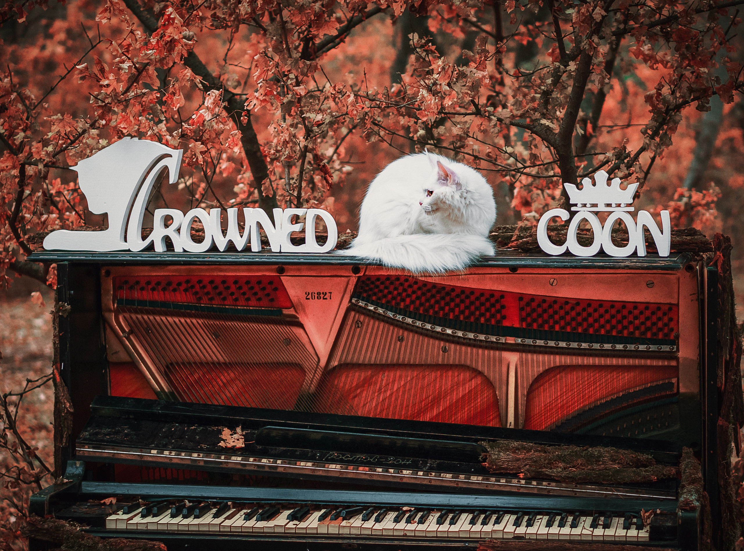 Контент с животными. Фотограф Олег Сотник